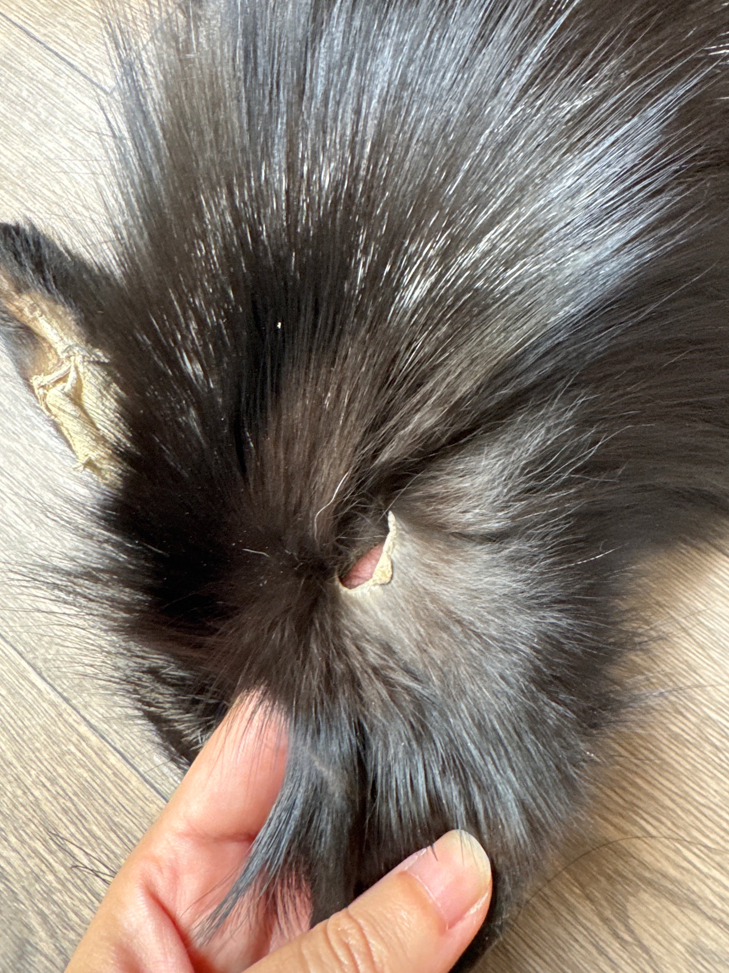 Silver fox pelt (16)