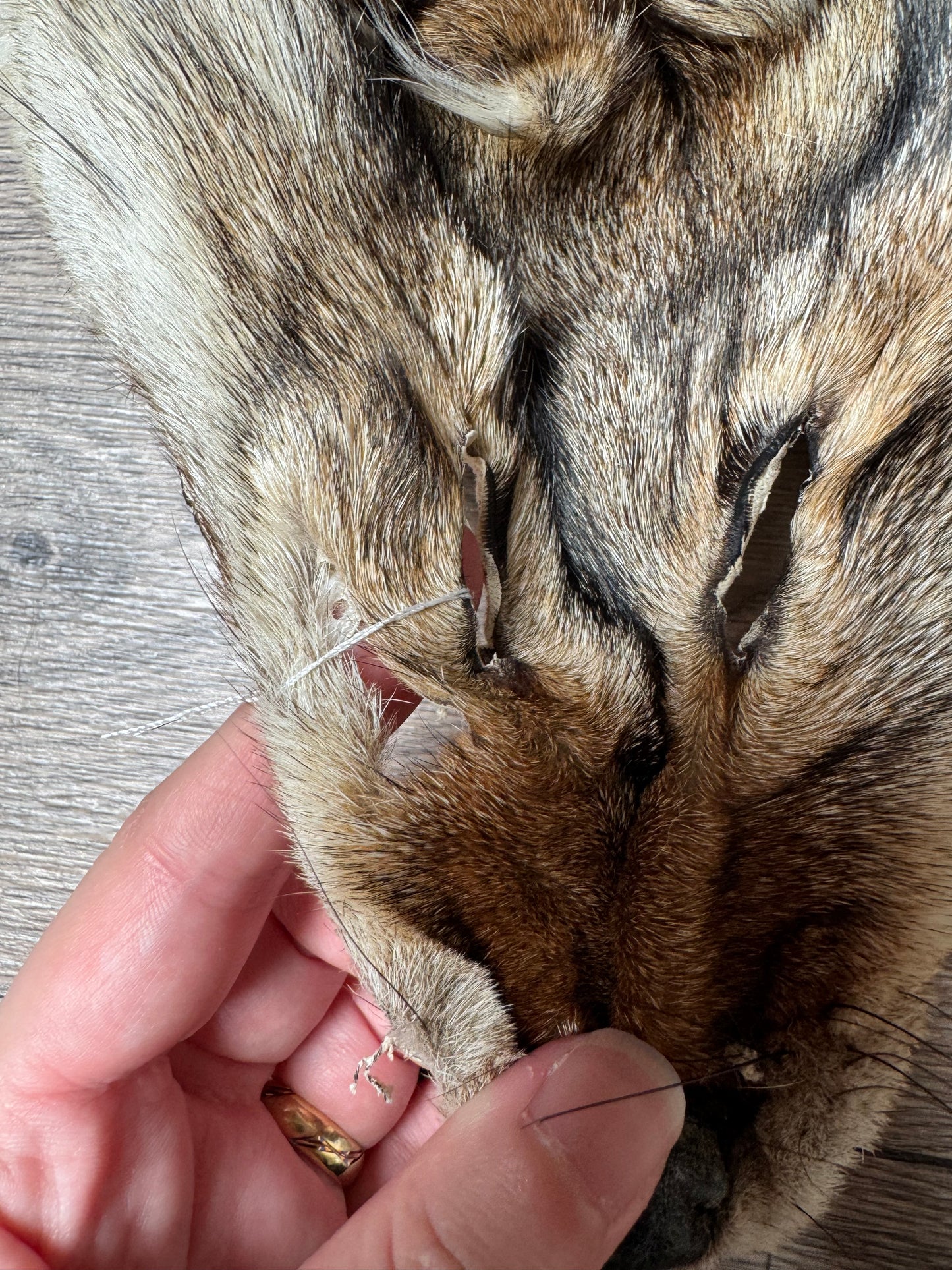 Coyote pelt (17)