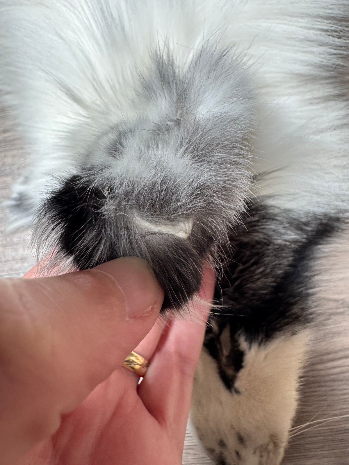 Arctic Marble fox pelt (27)