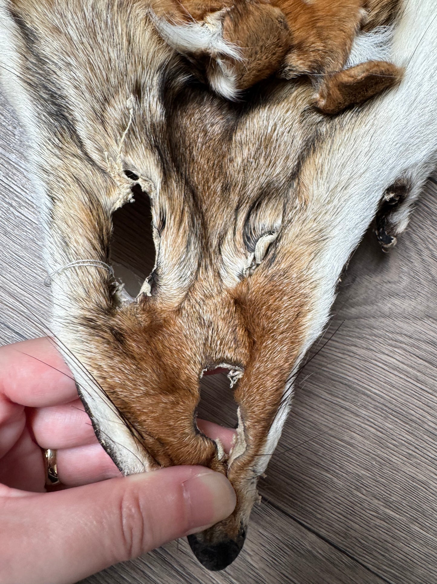 Coyote pelt (13)