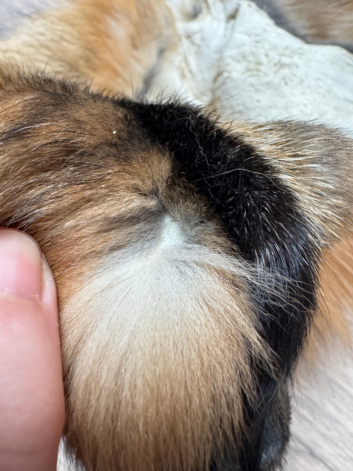 Male Gold fox mountable pelt (tag 70)