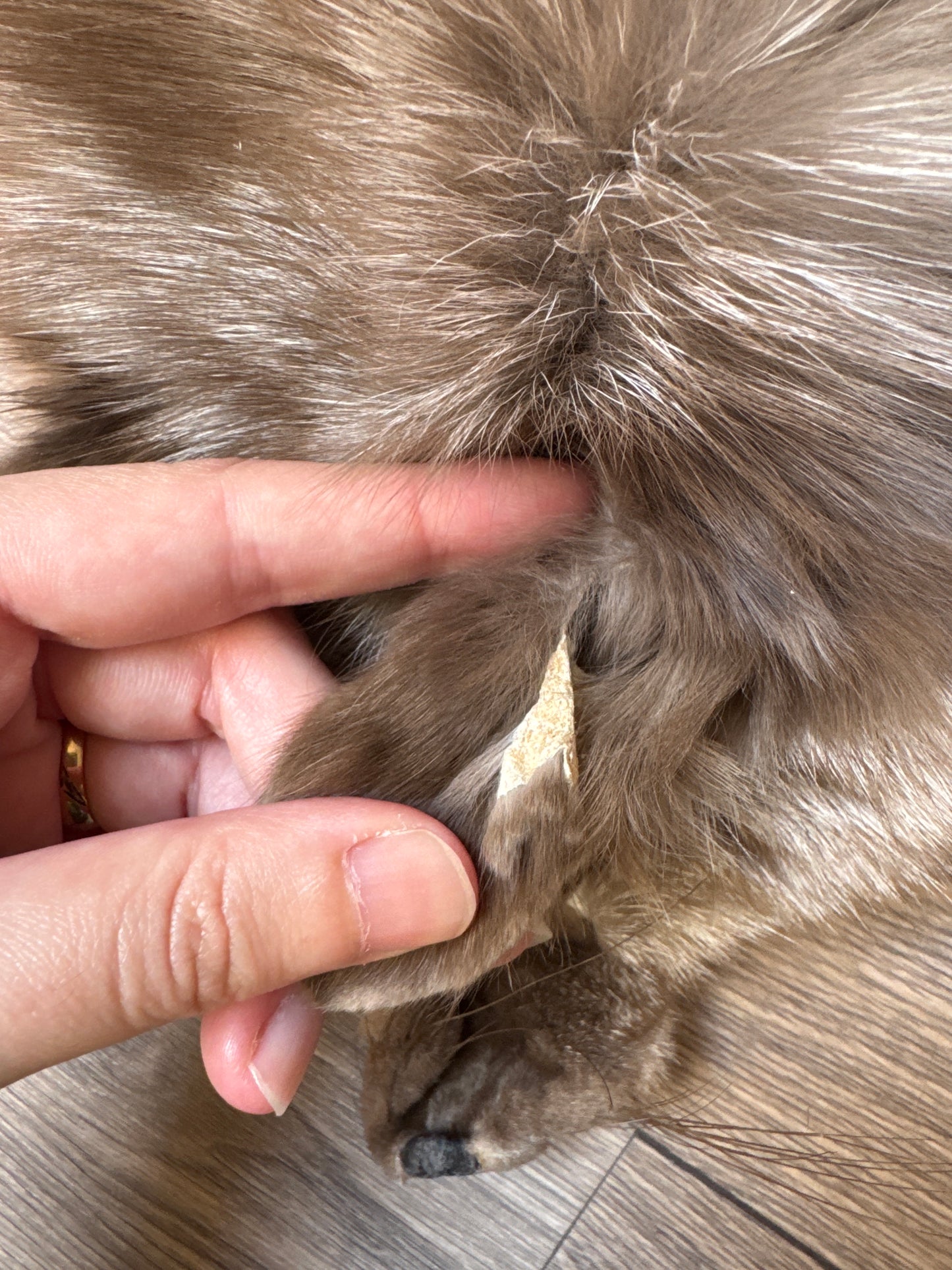 Polish Pastel fox pelt (10)