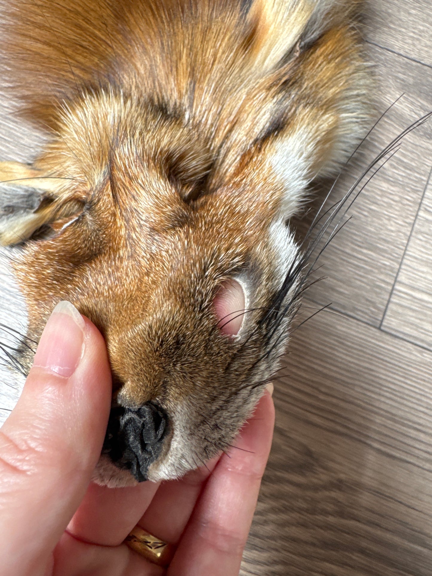 Gold fox pelt (32)