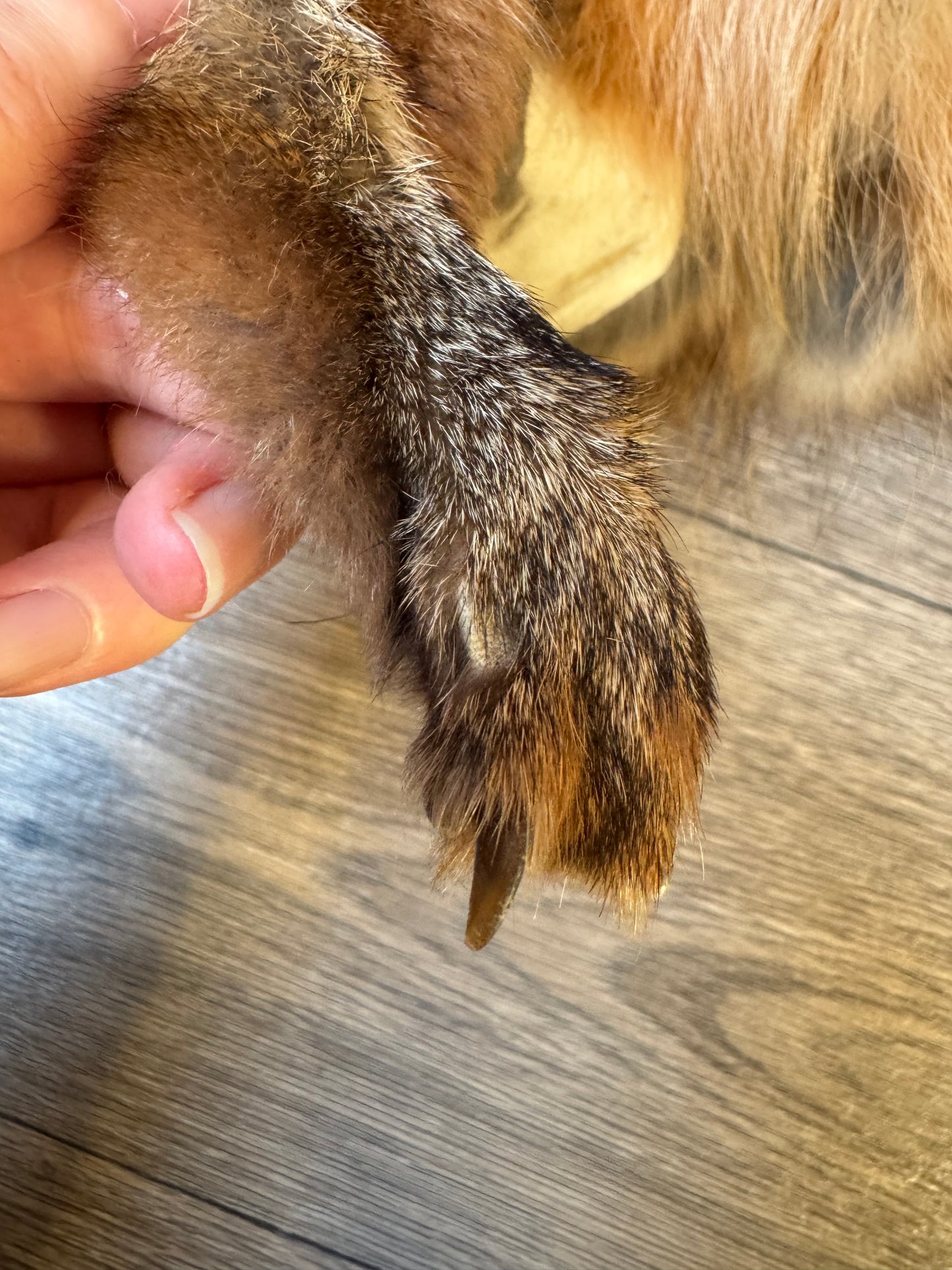 Male grey fox mountable pelt (21)