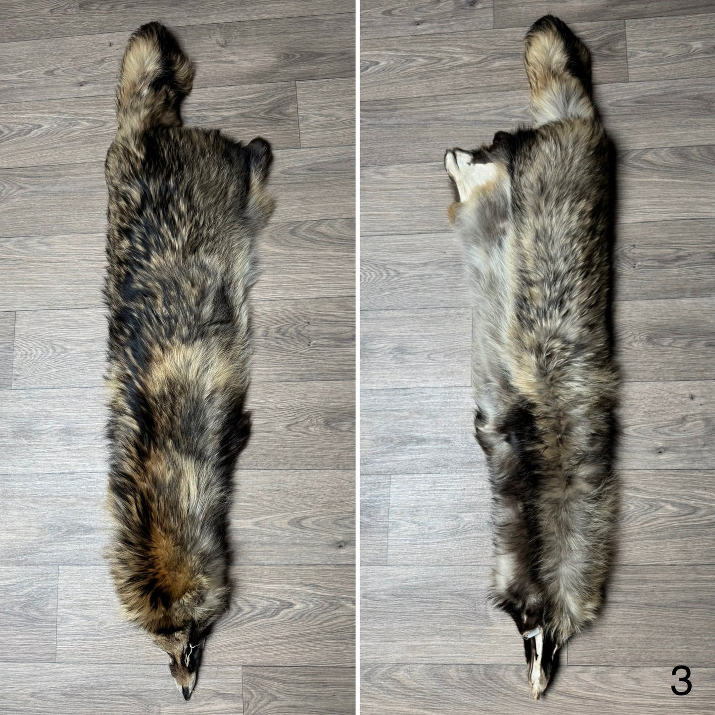 Tanuki pelt (3)