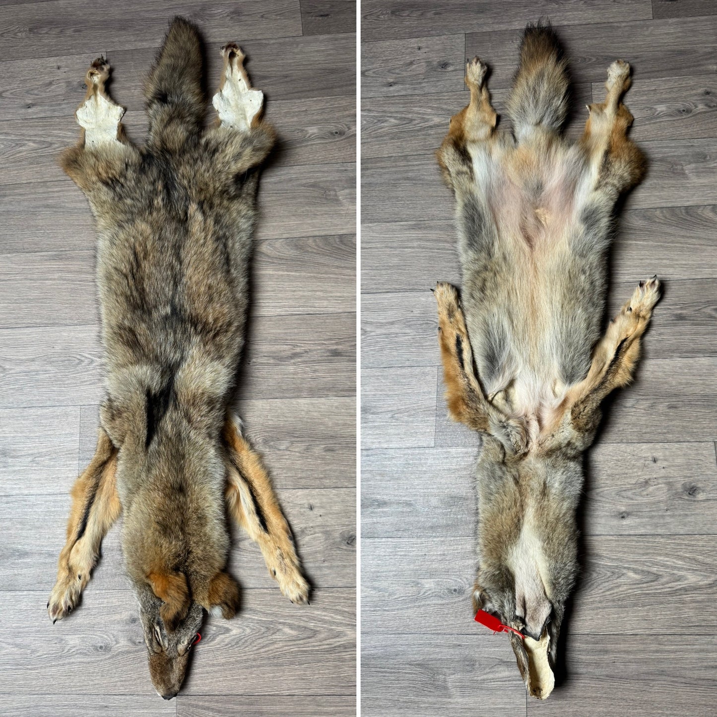 Male coyote mountable pelt (13)