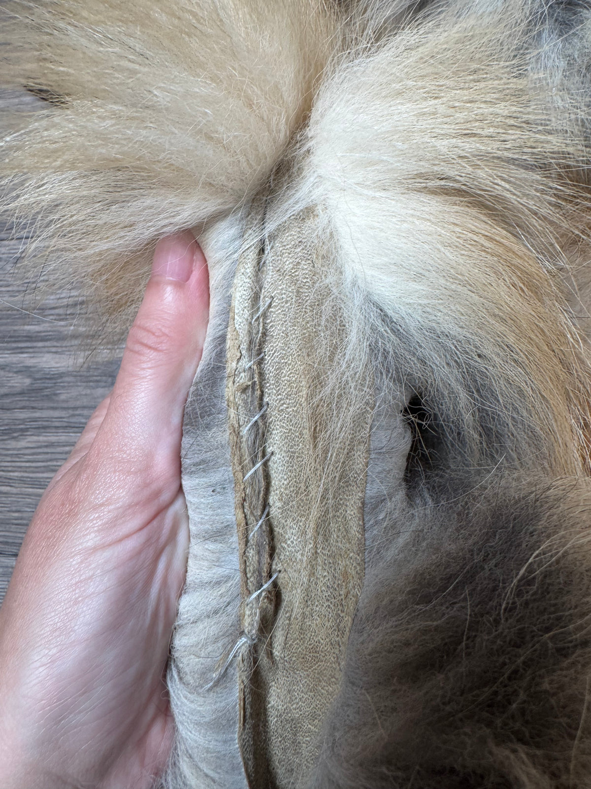 Gold fox pelt (37)