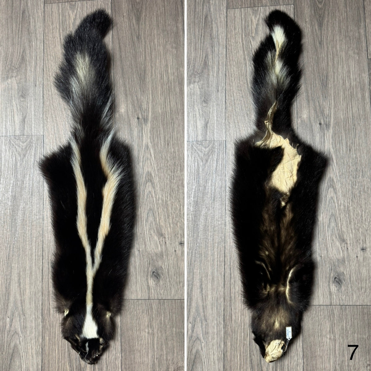 Skunk pelt (7)