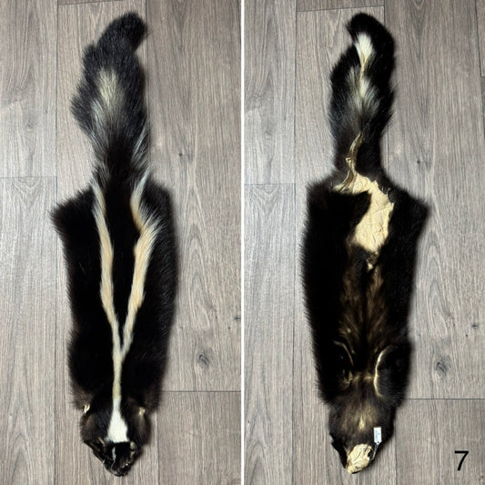 Skunk pelt (7)