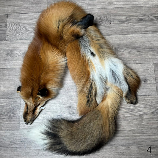 Gold fox pelt (4)