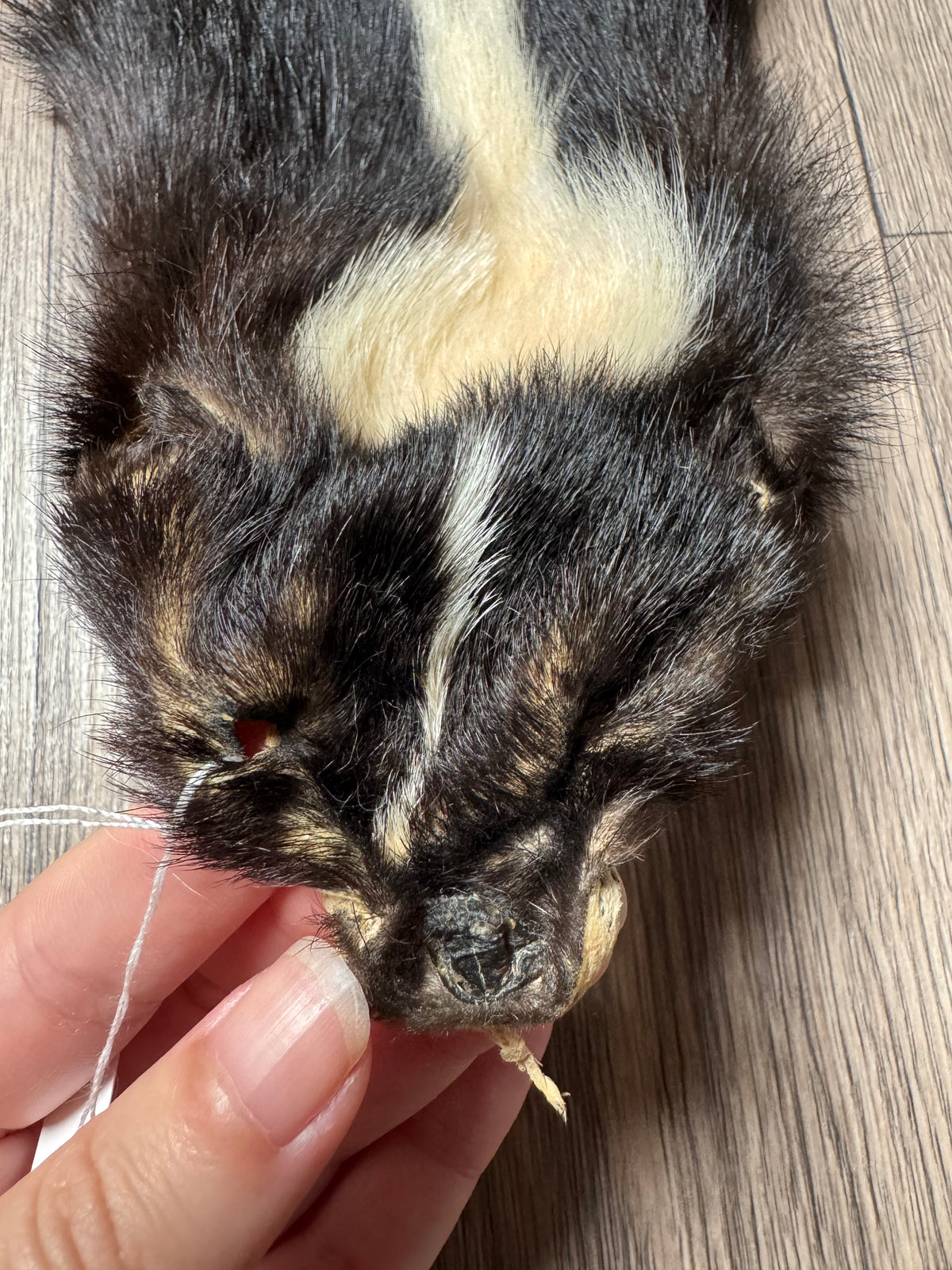Skunk pelt (9)