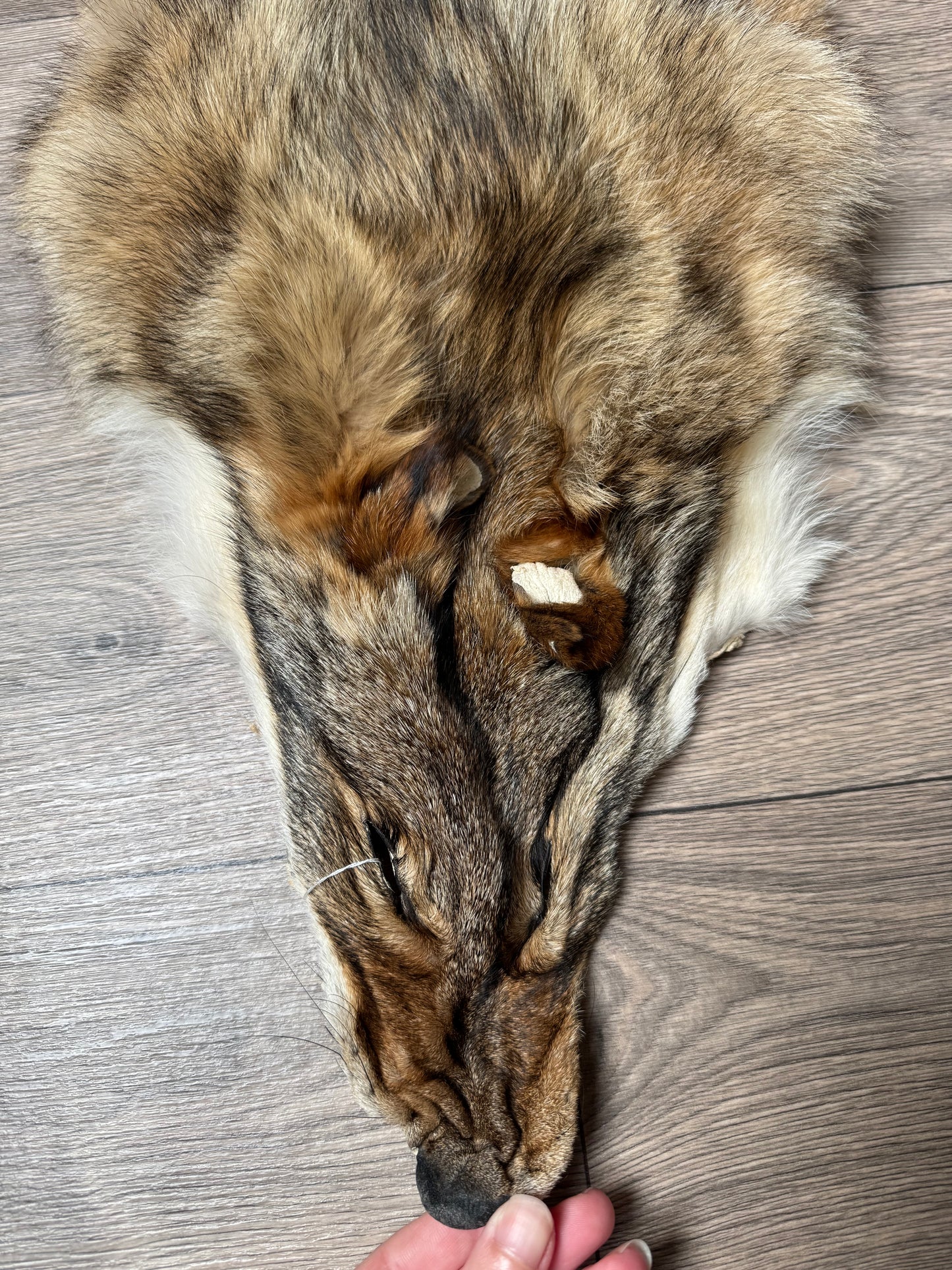 Coyote pelt (1)