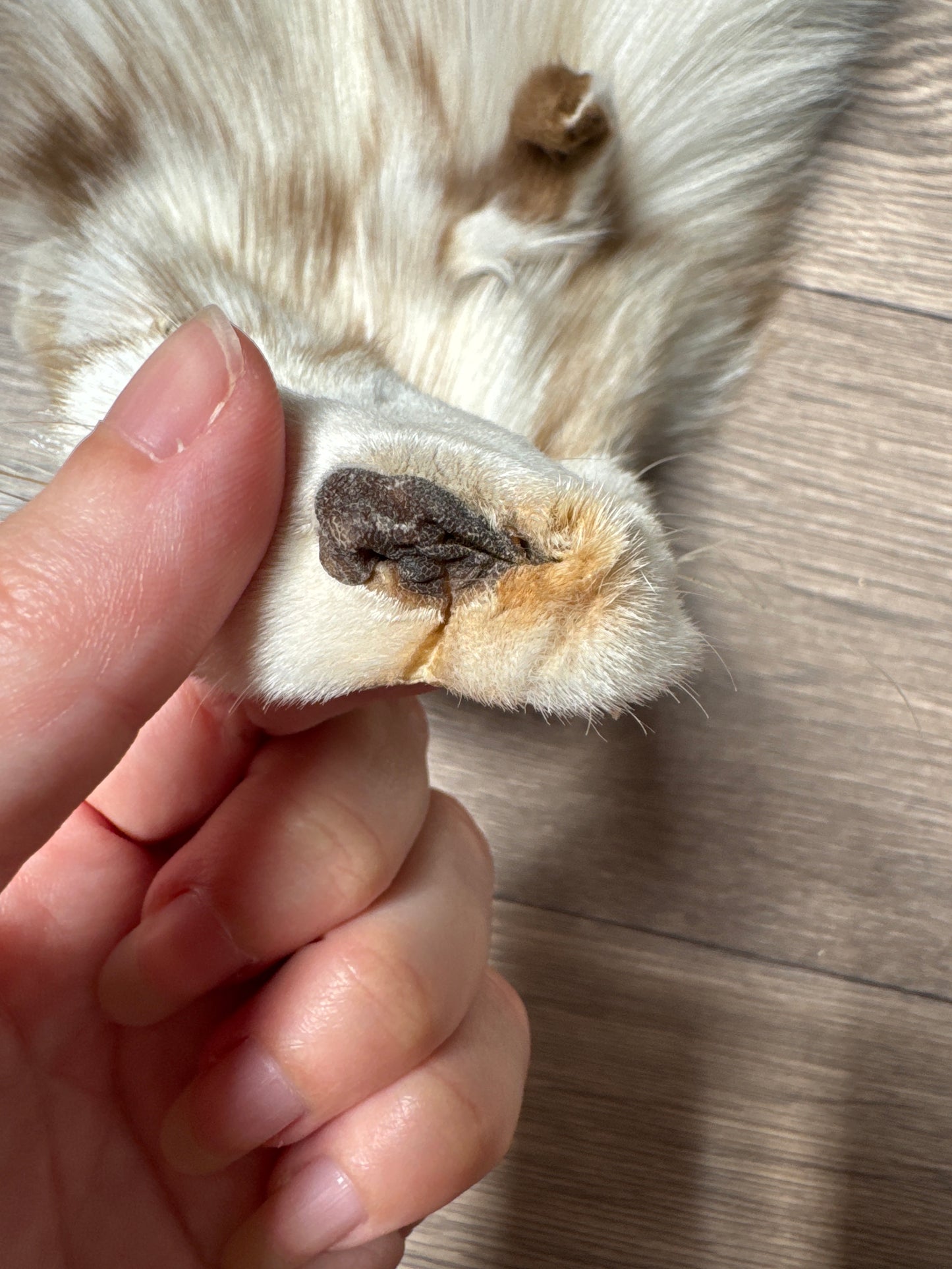 Smokey Snow Glow Whitemark fox pelt (1)
