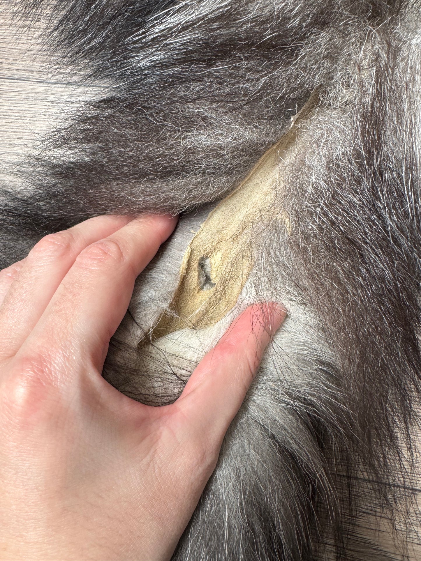 Silver fox pelt (10)