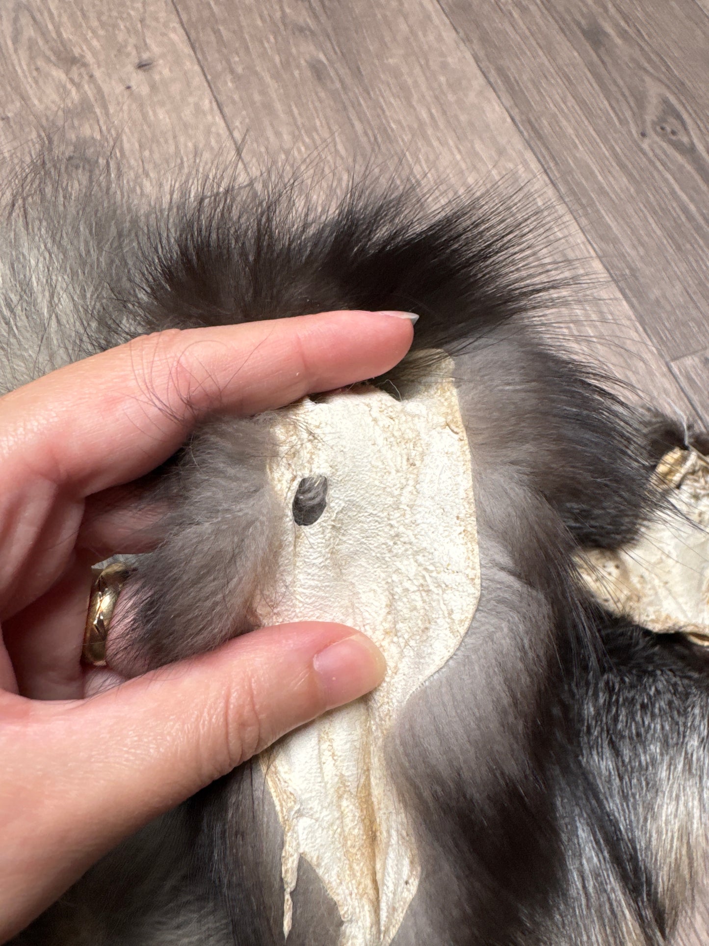 Male Cross mountable pelt (tag 129)