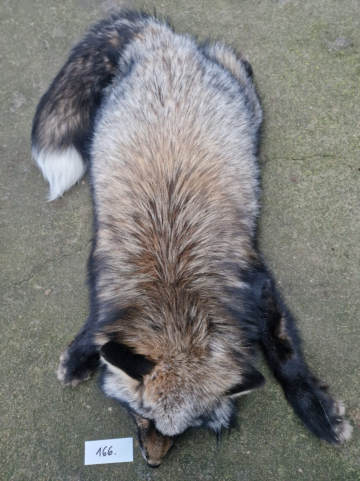 Private listing for M L Taxidermy