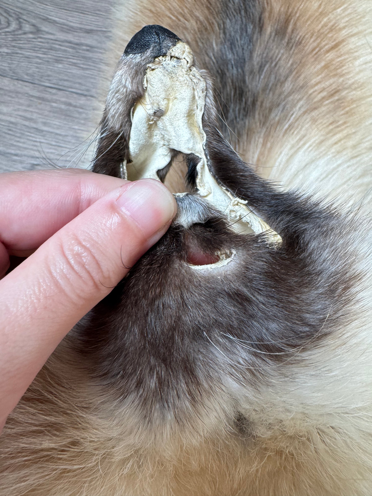 Arctic tanuki pelt (1)