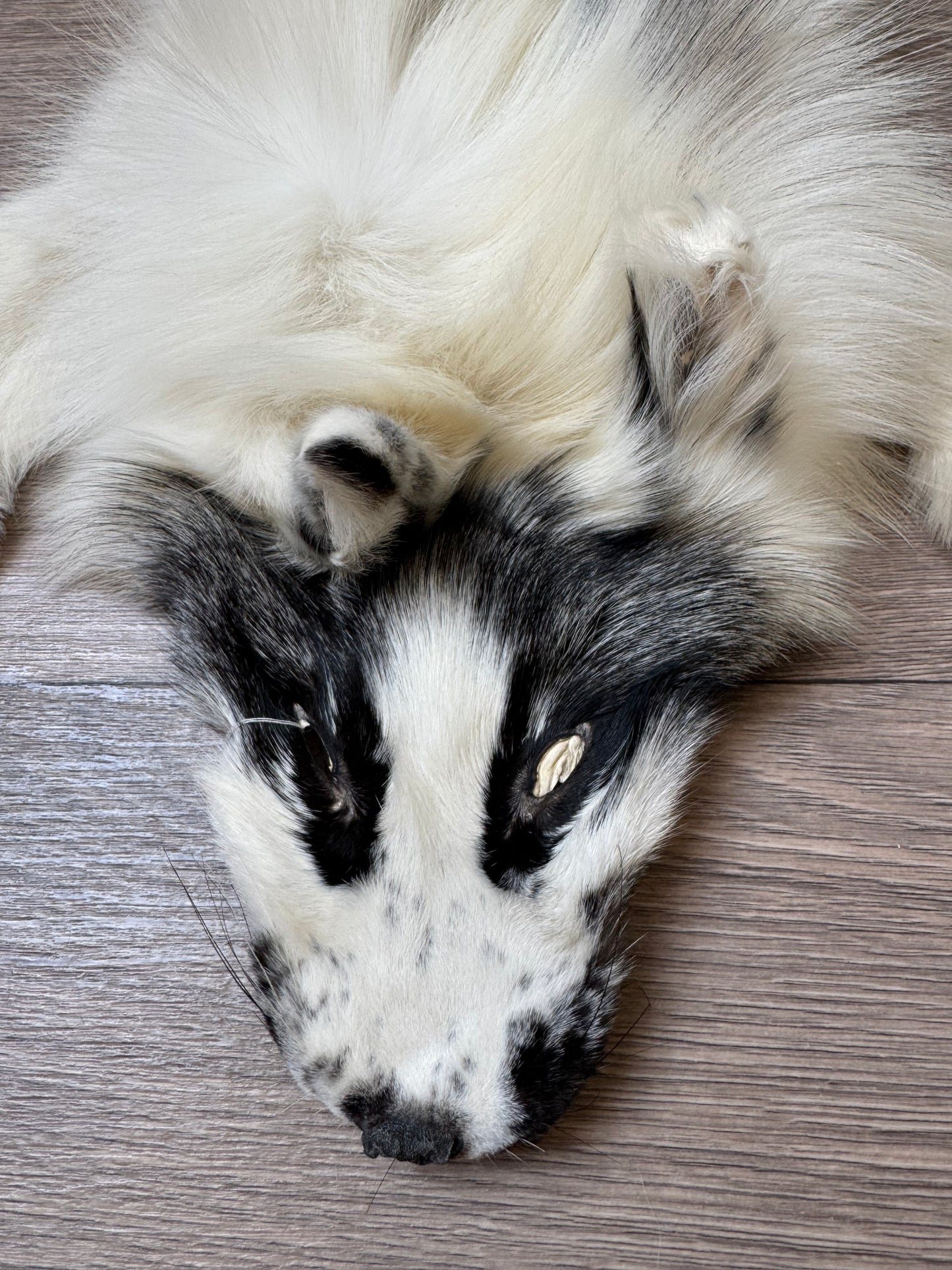 Male Arctic Marble fox mountable pelt (tag 67)