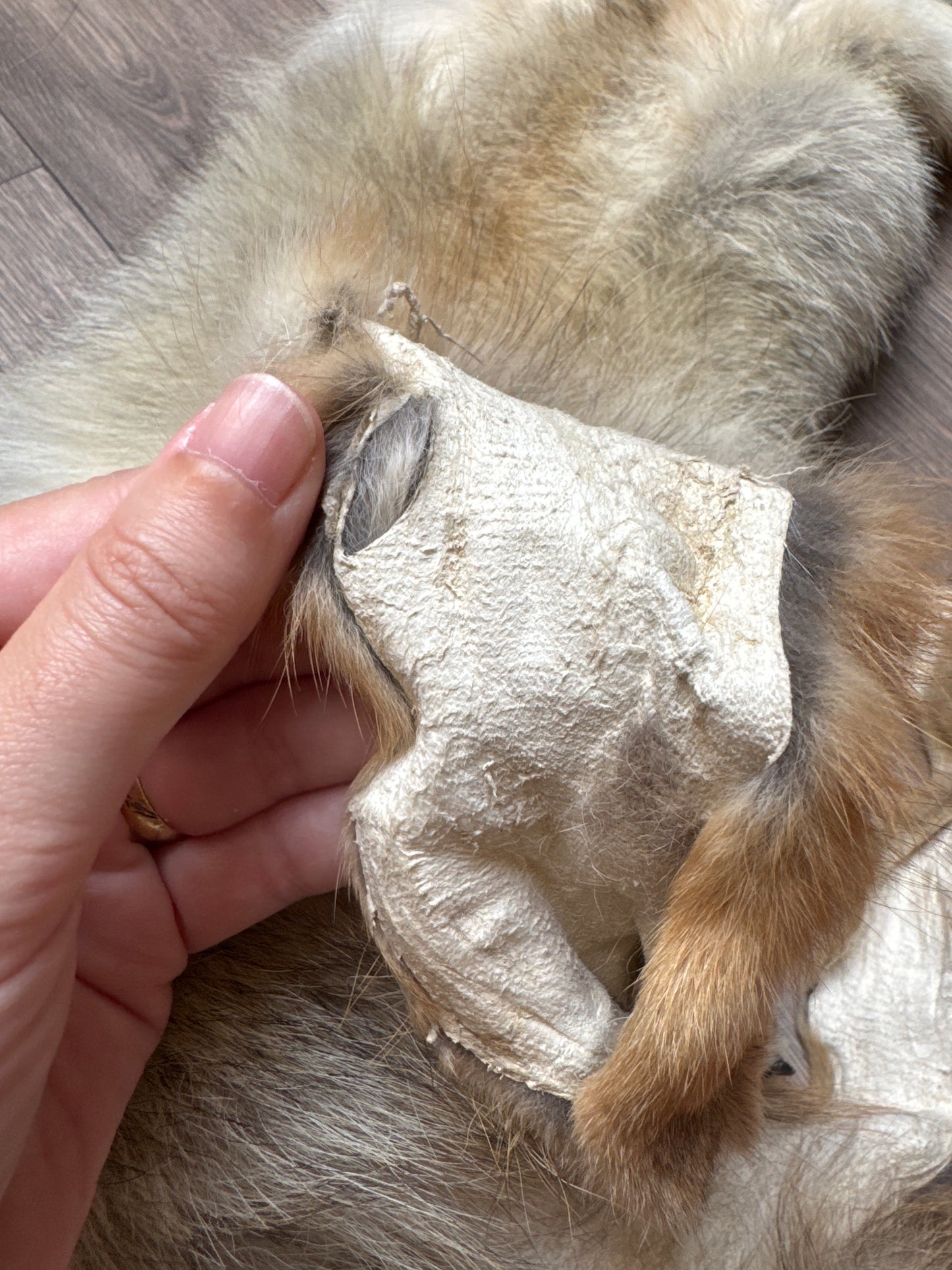 Male coyote mountable pelt (3)