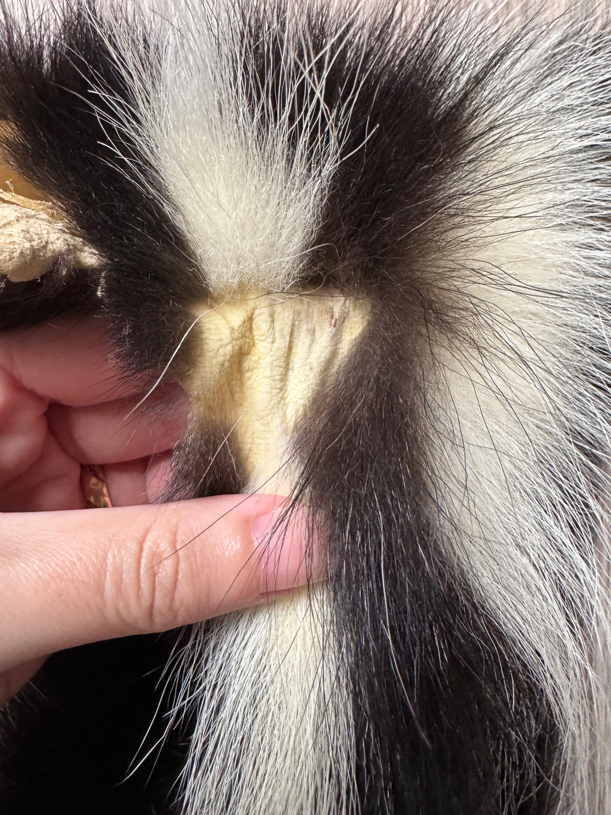 Skunk pelt (15)