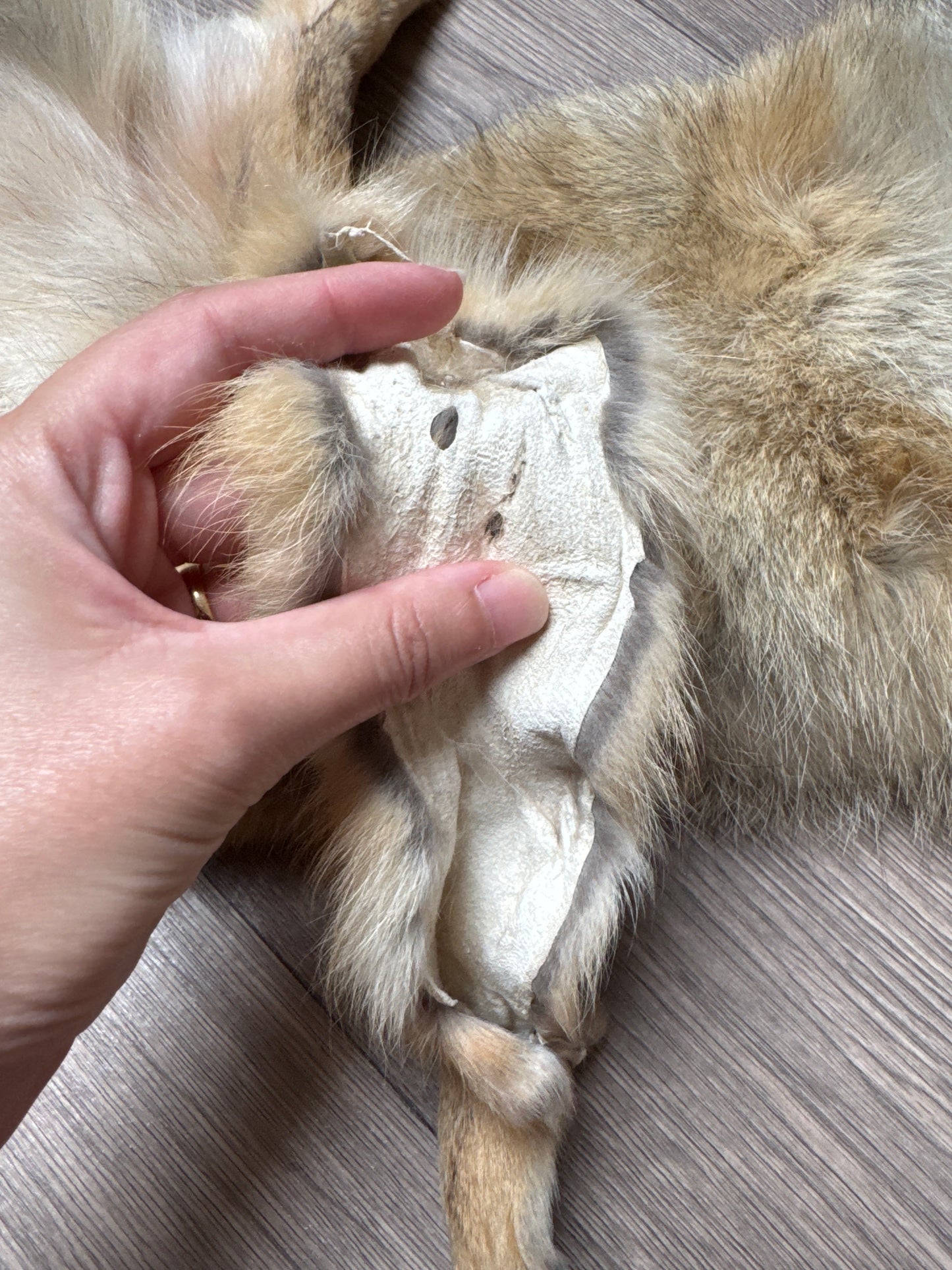 Male coyote mountable pelt (1)