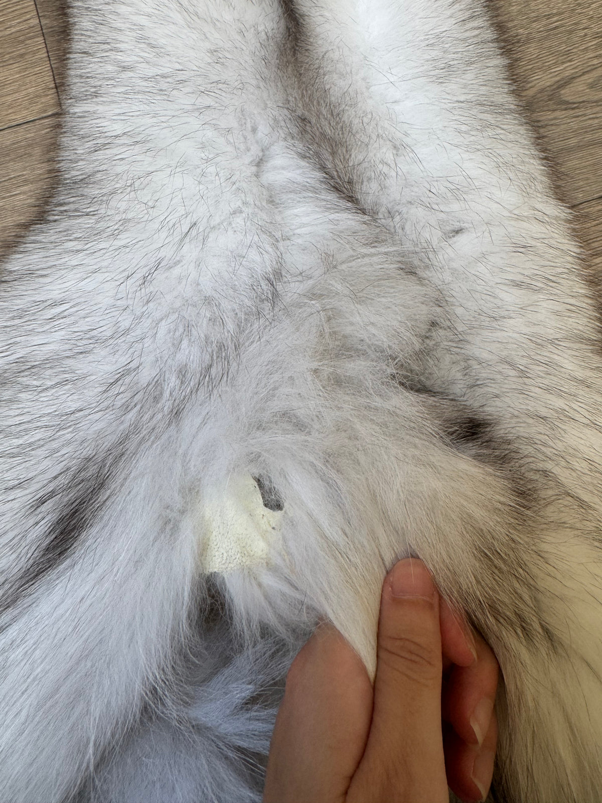 Blue fox pelt (2)