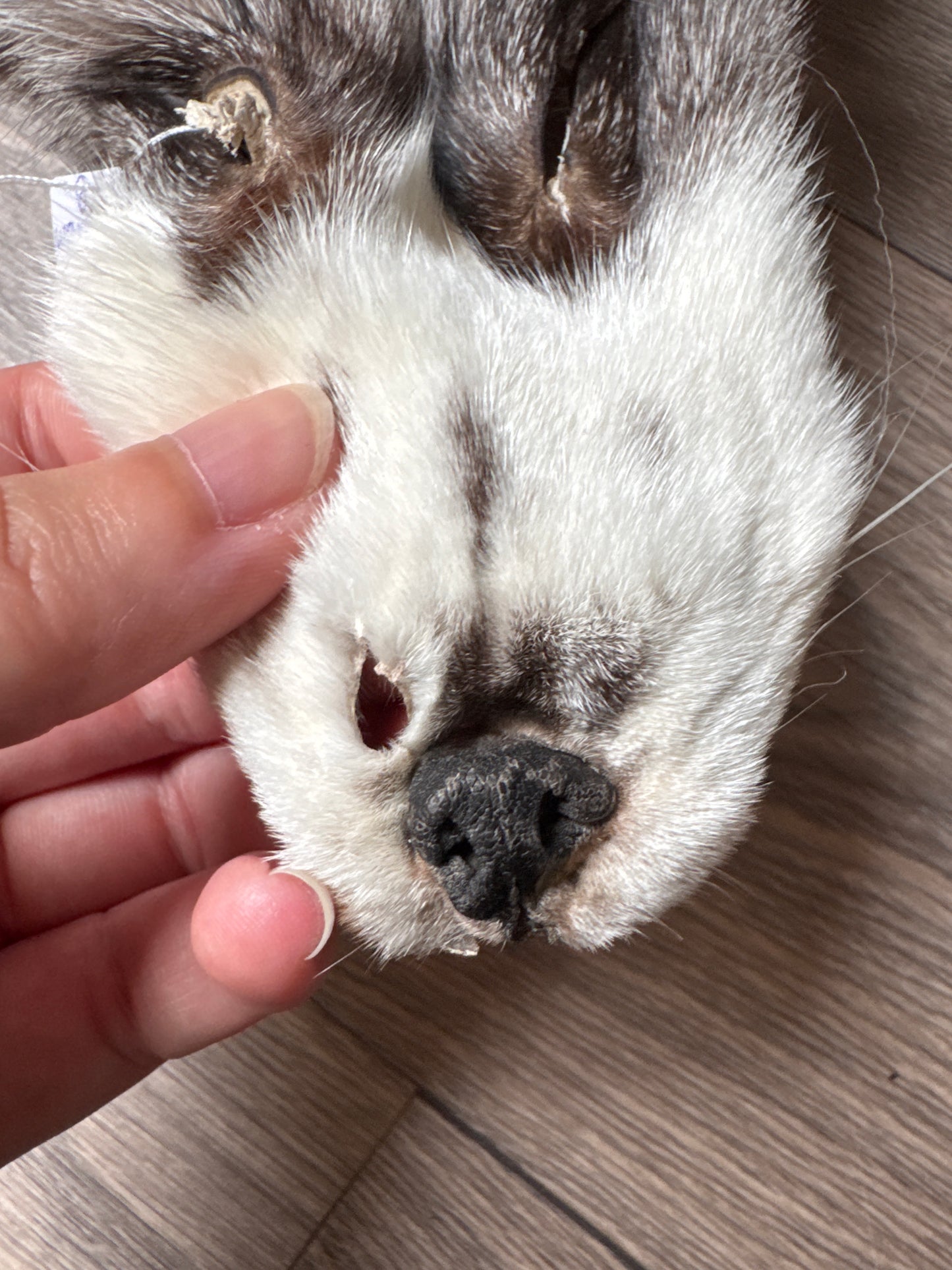 Platinum fox pelt (9)