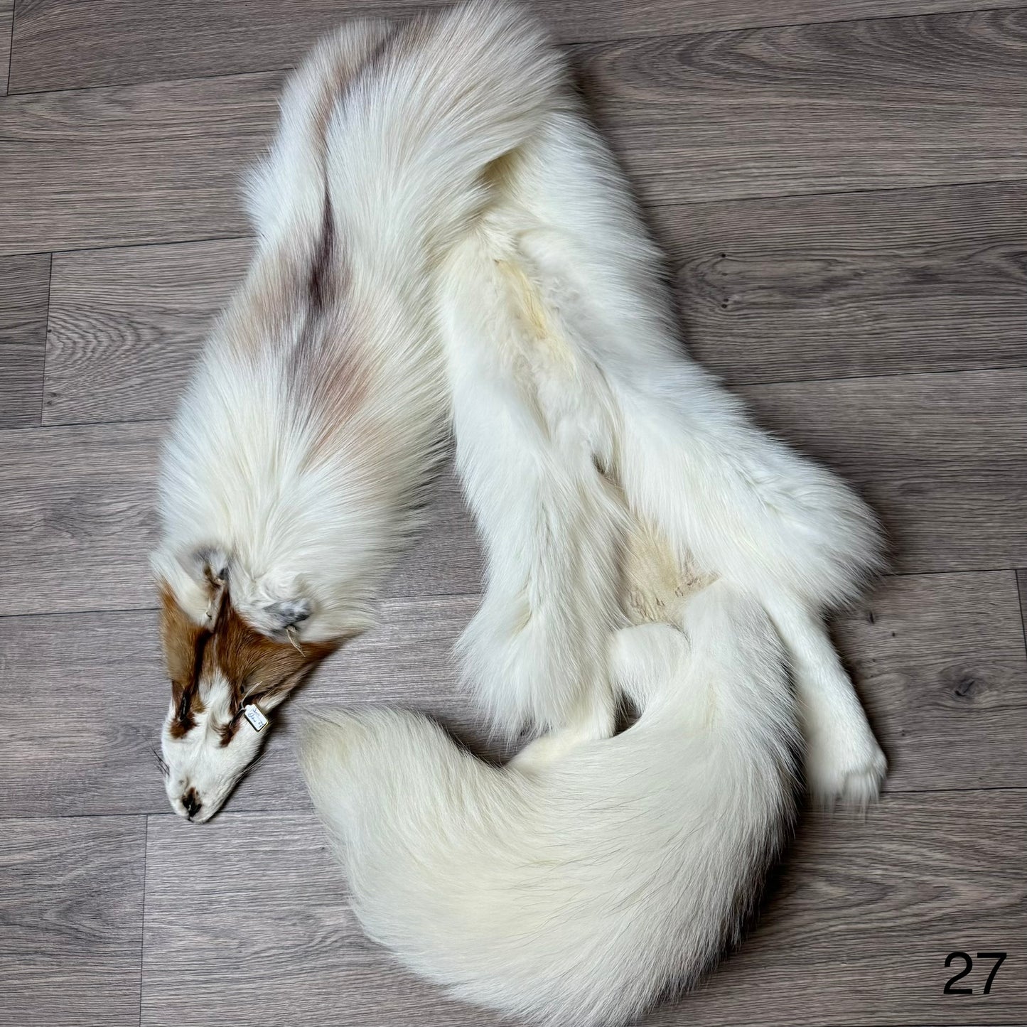 Sun Glow fox pelt (27)