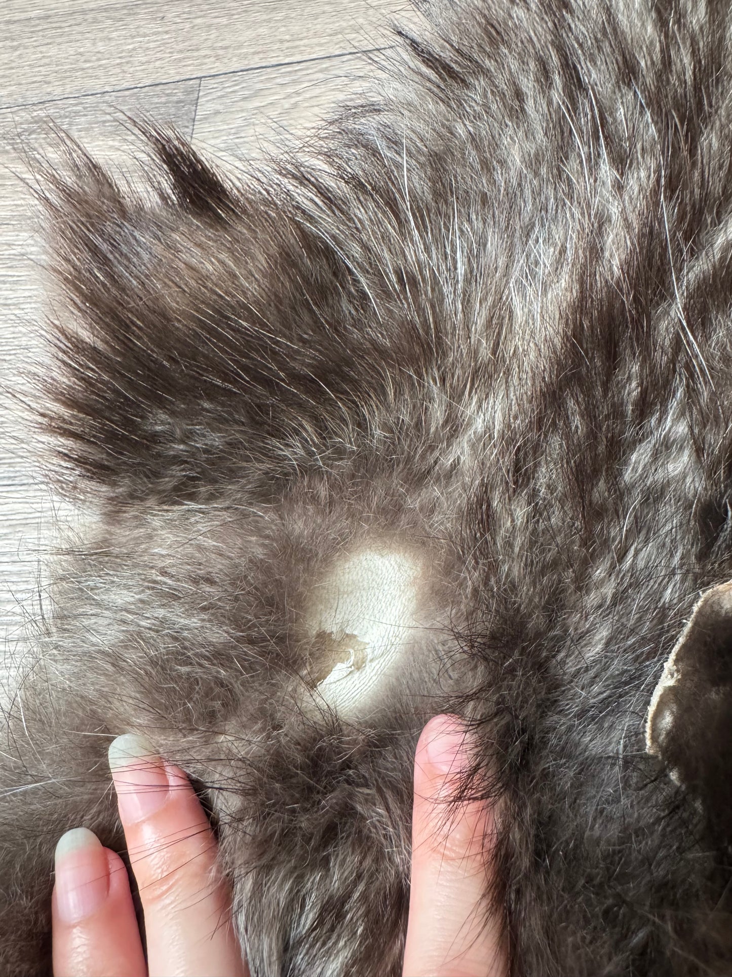 Tanuki pelt (6)
