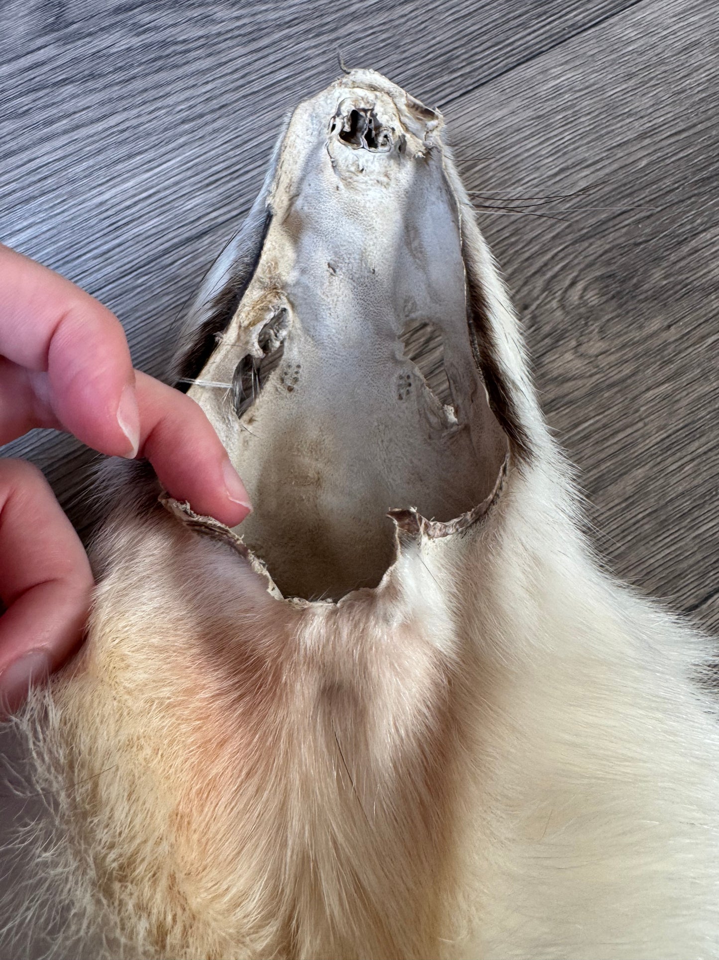 Marble tanuki pelt (1)