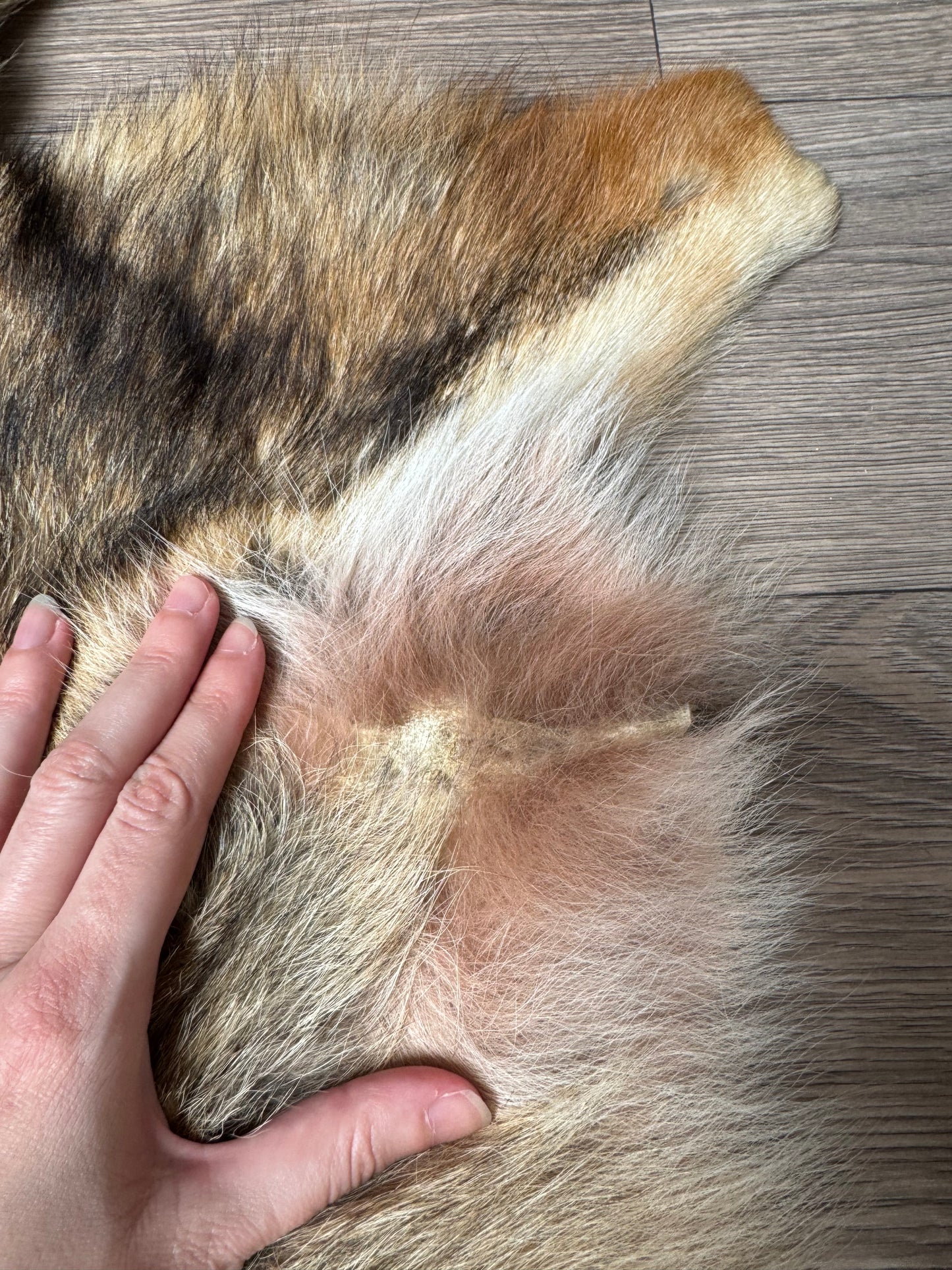 Coyote pelt (17)