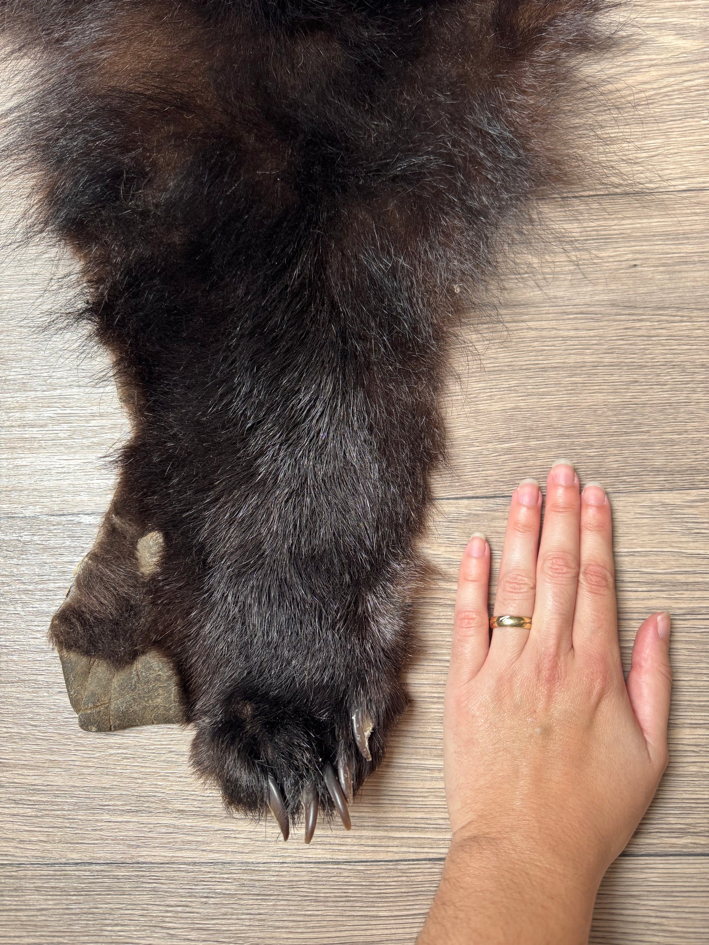 Black bear hide (1)