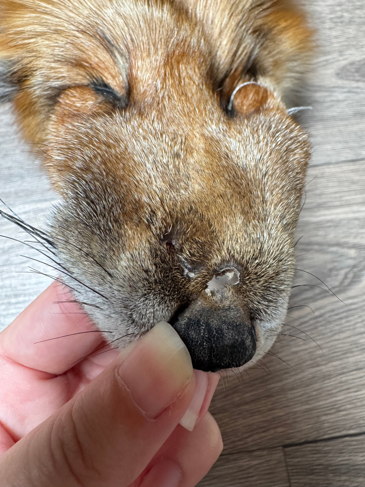 Gold fox pelt (4)