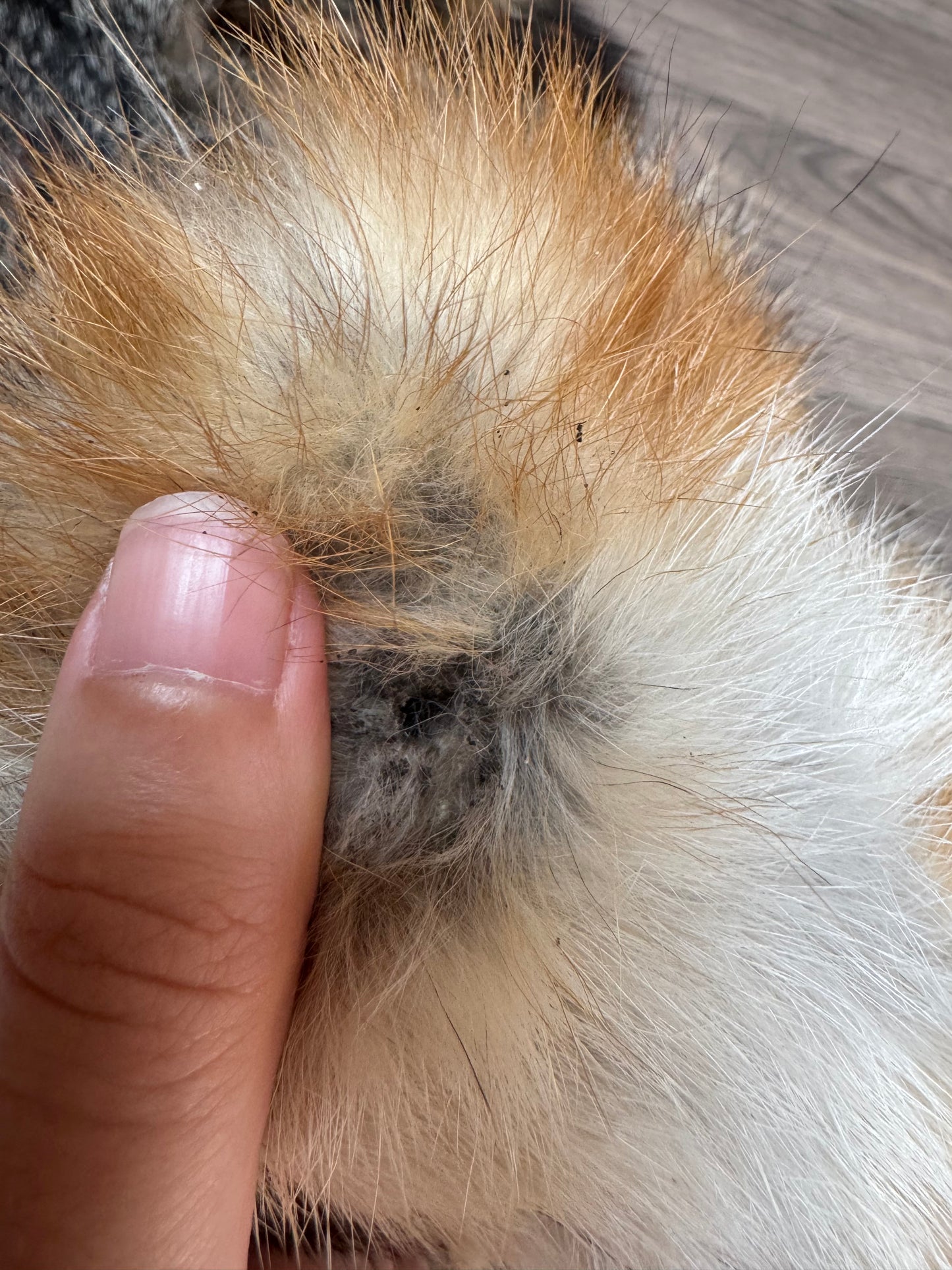 Female grey fox mountable pelt (5)