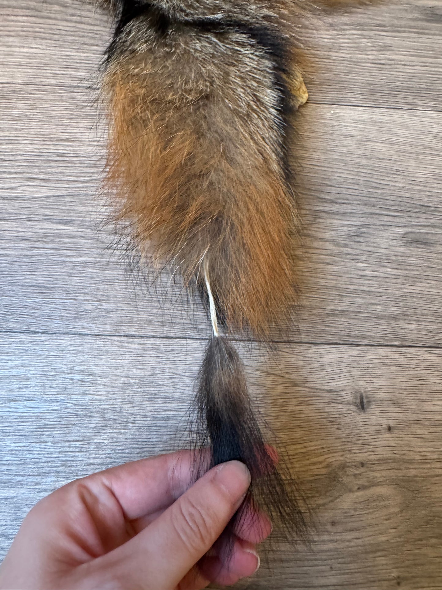 Male grey fox mountable pelt (25)