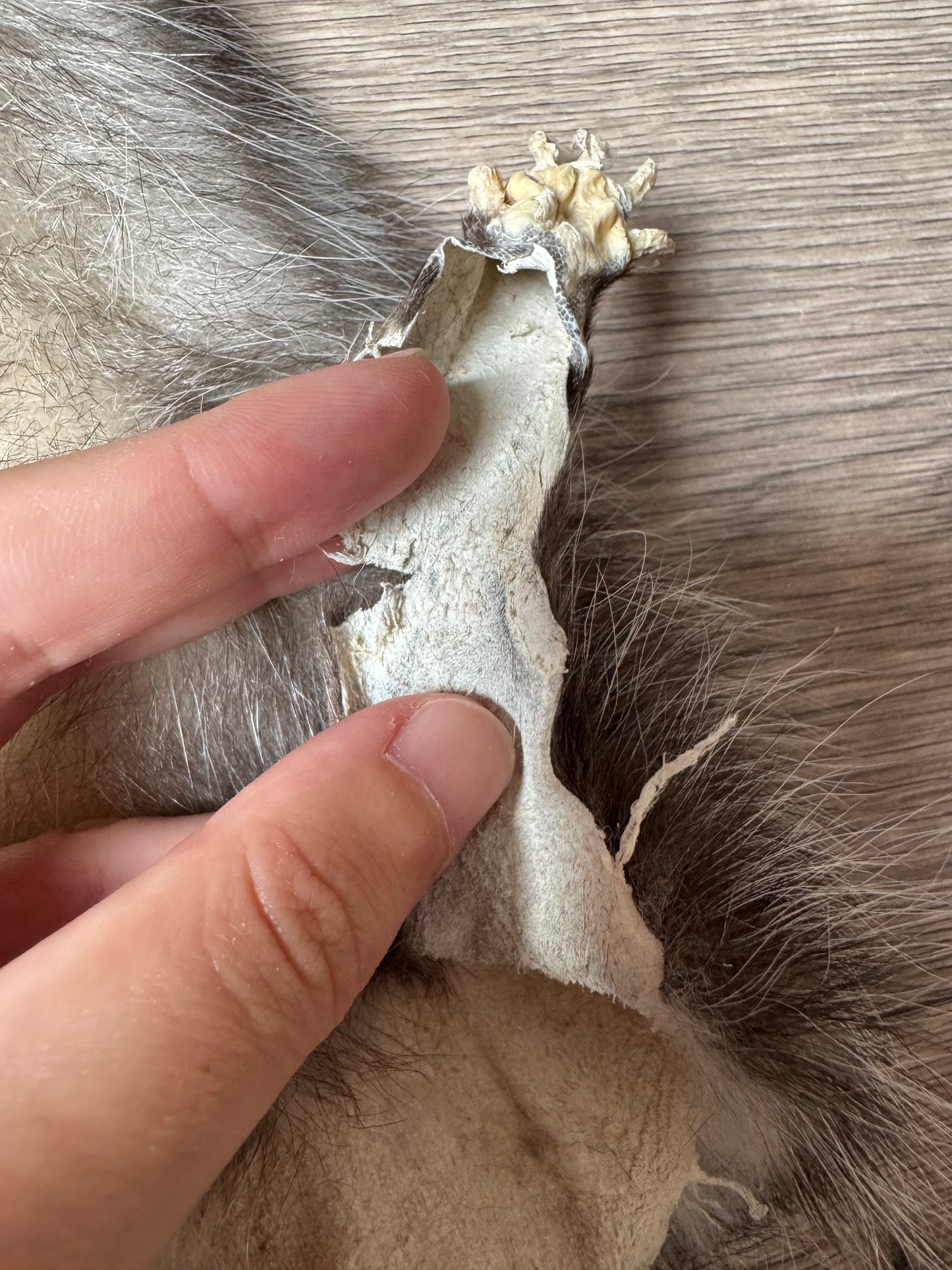 Male opossum mountable pelt (1)