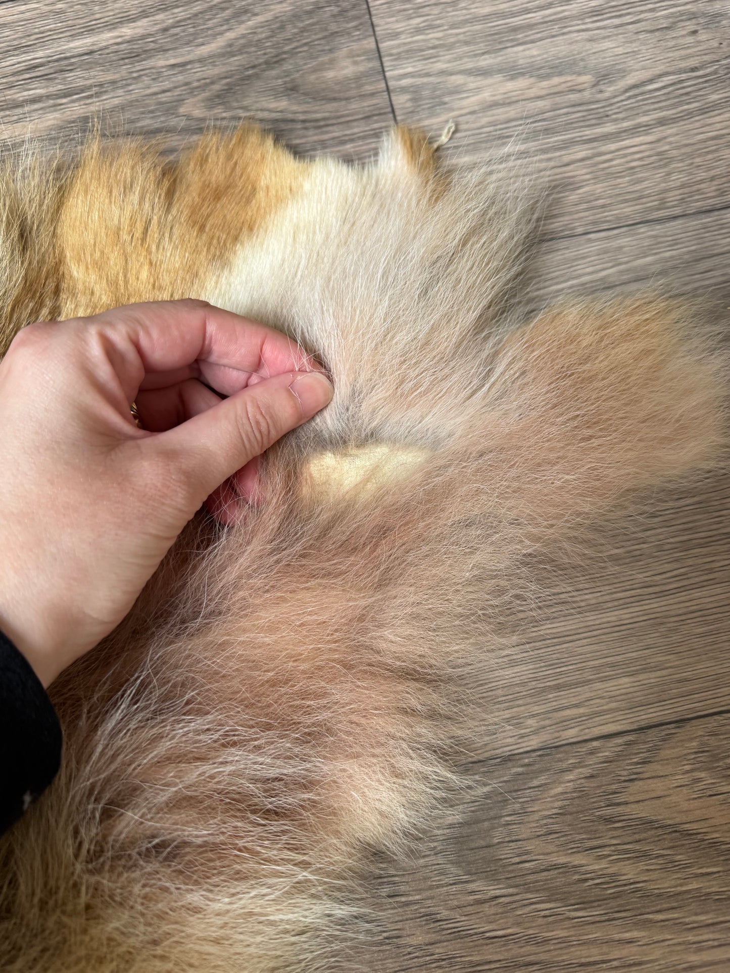 Coyote pelt (14)