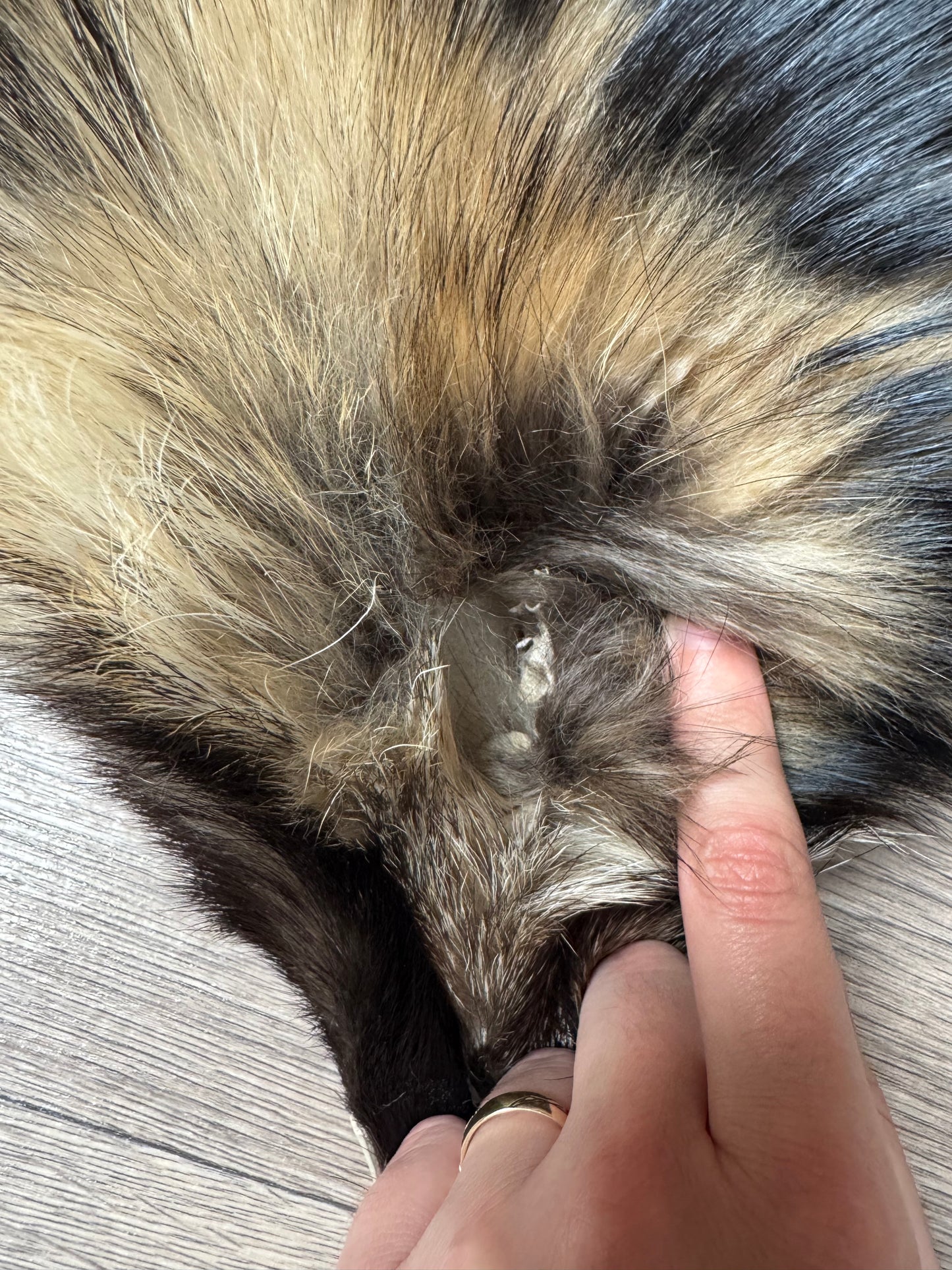 Tanuki pelt (6)