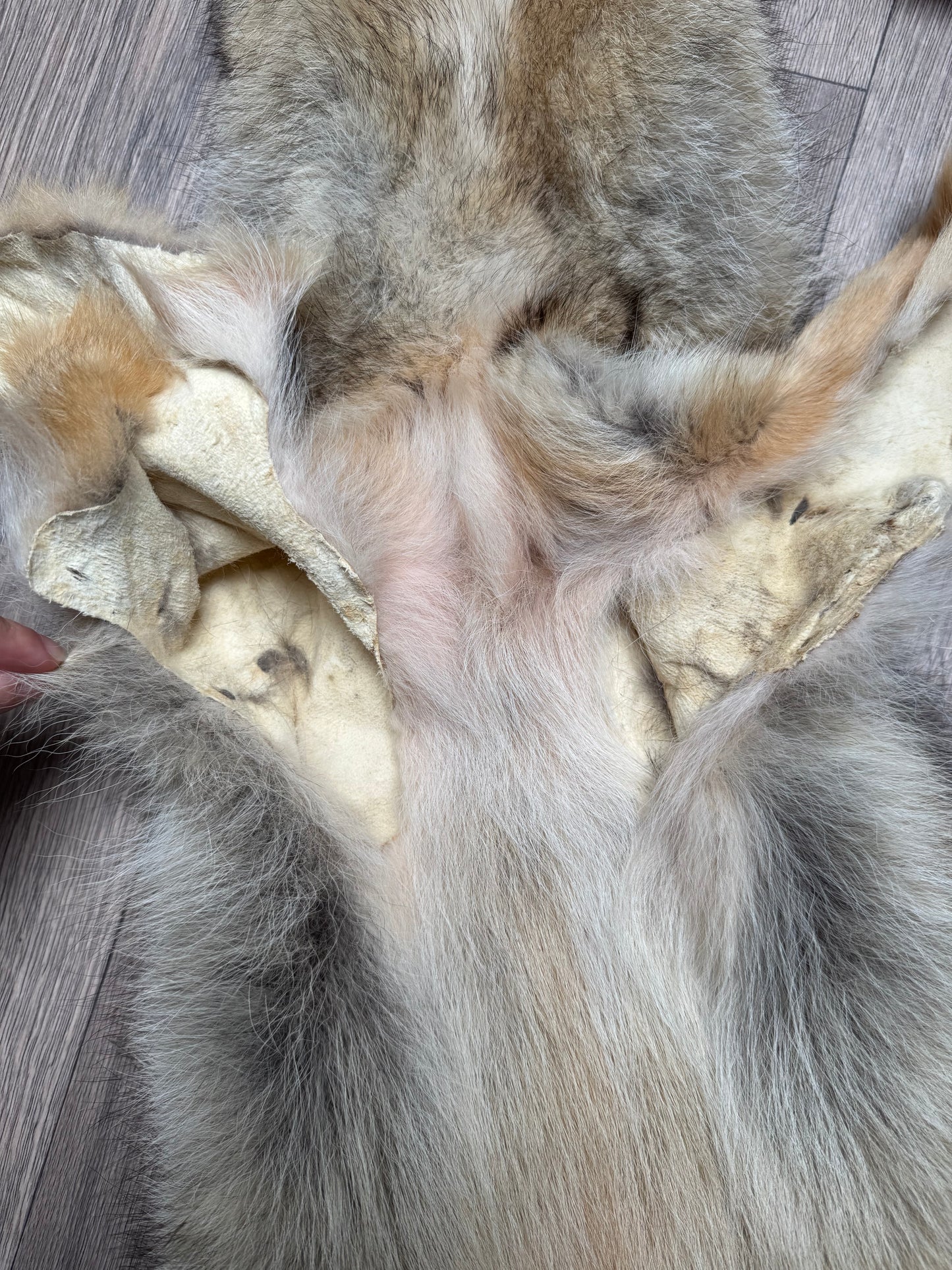 Male coyote mountable pelt (13)