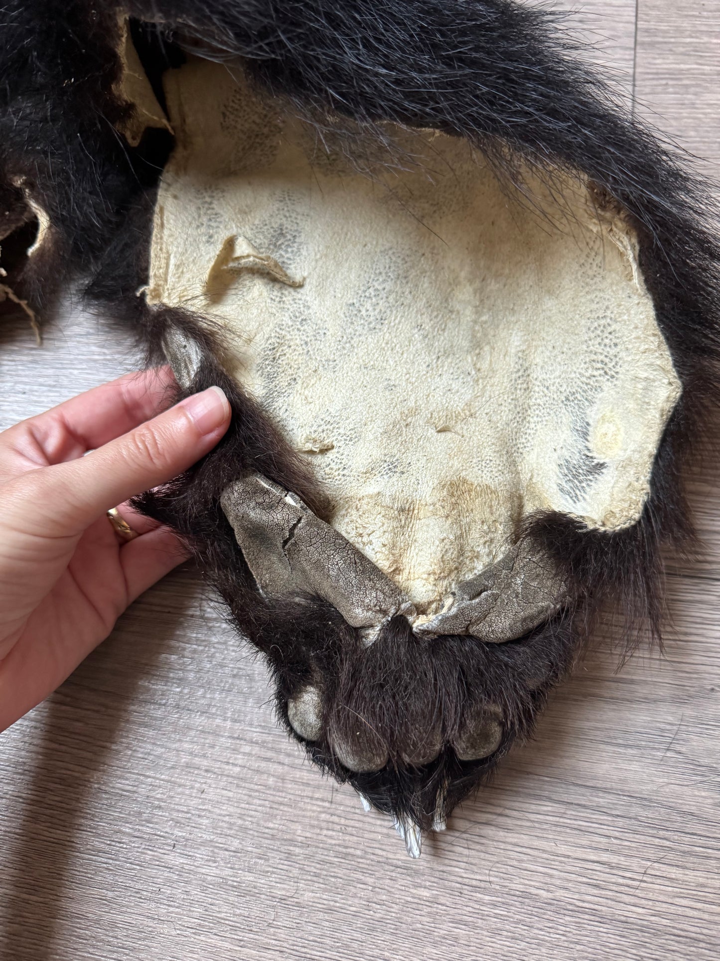 Black bear hide (3)