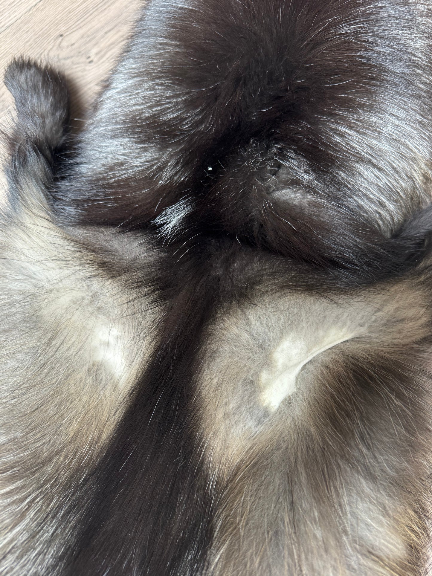Cross fox pelt (1)