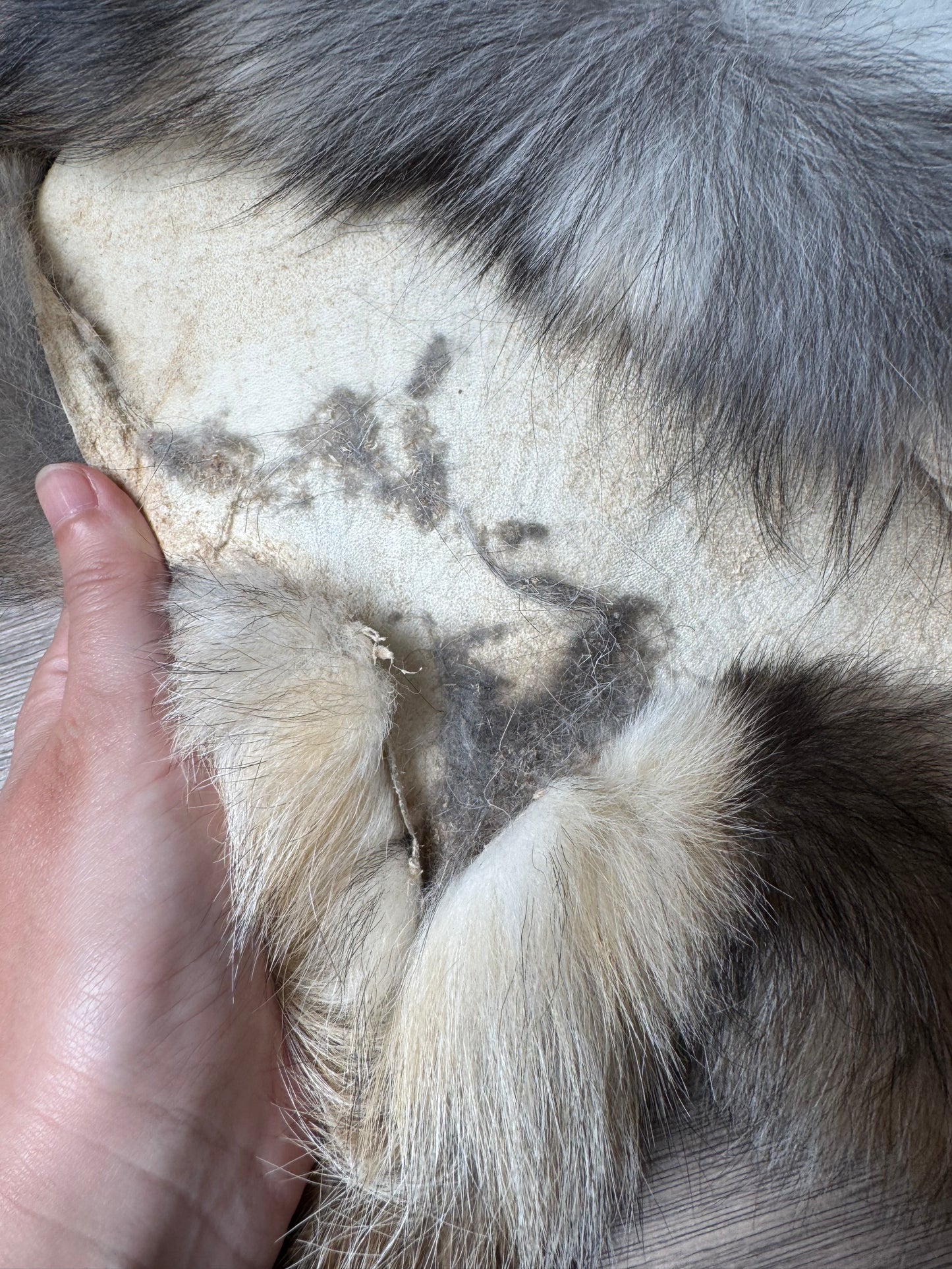 Smokey fox pelt (6)