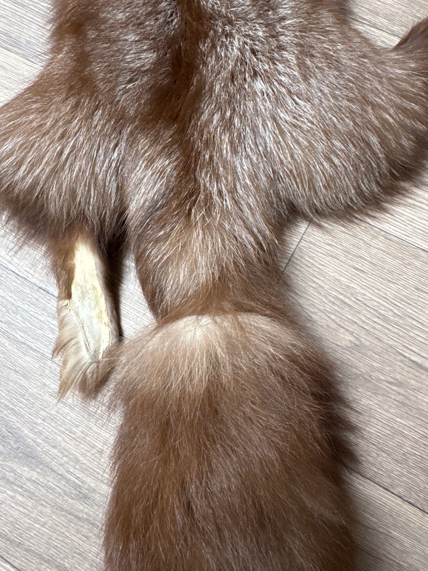 Burgundy fox pelt (16)