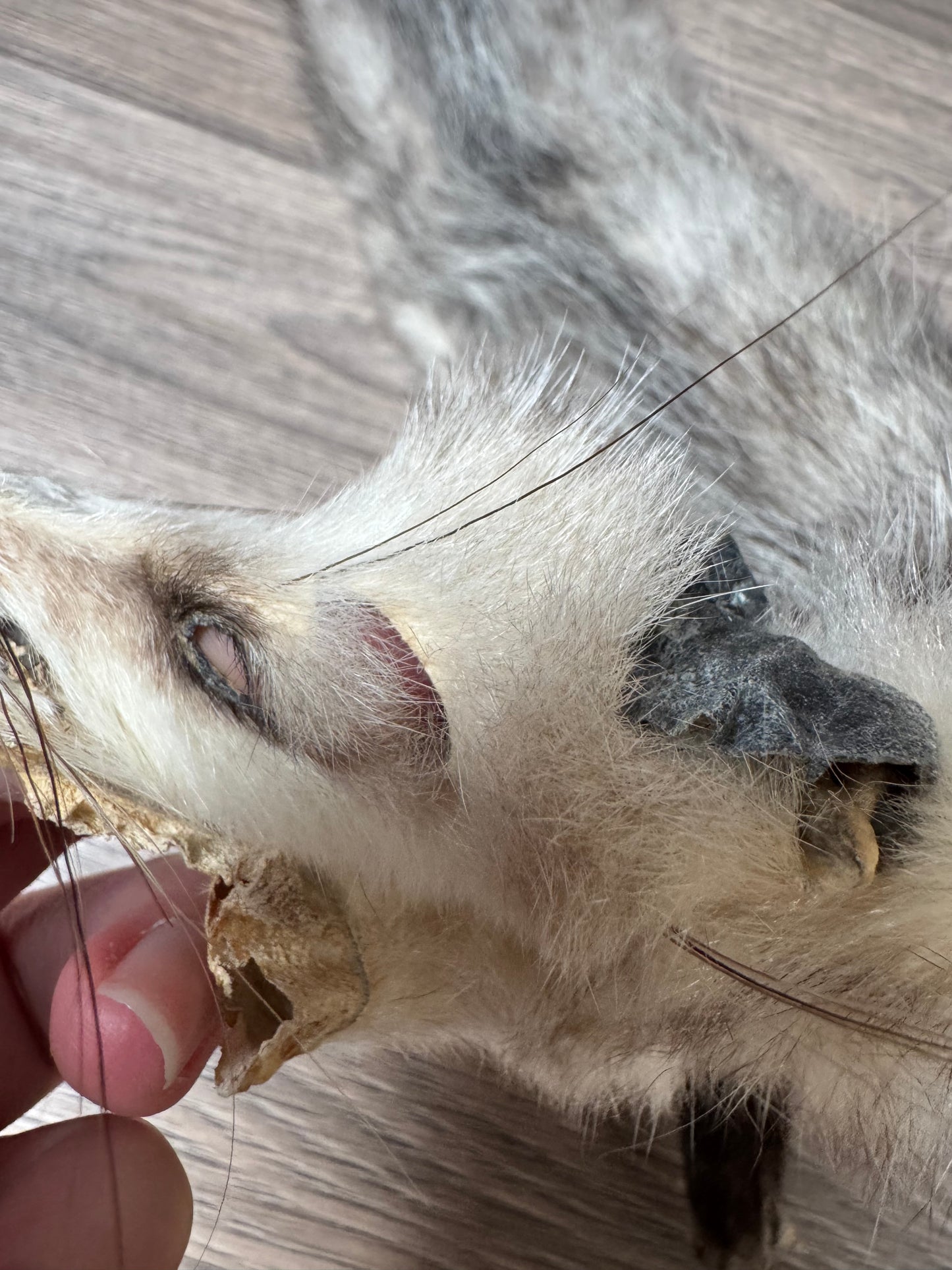 Female opossum mountable pelt (10)