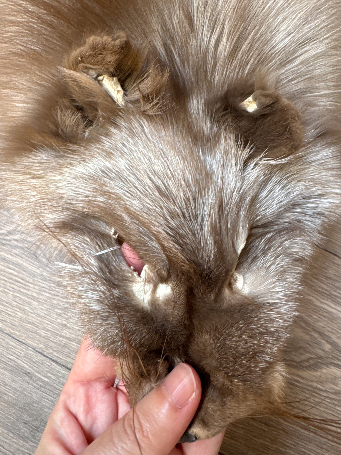 Polish Pastel fox pelt (10)