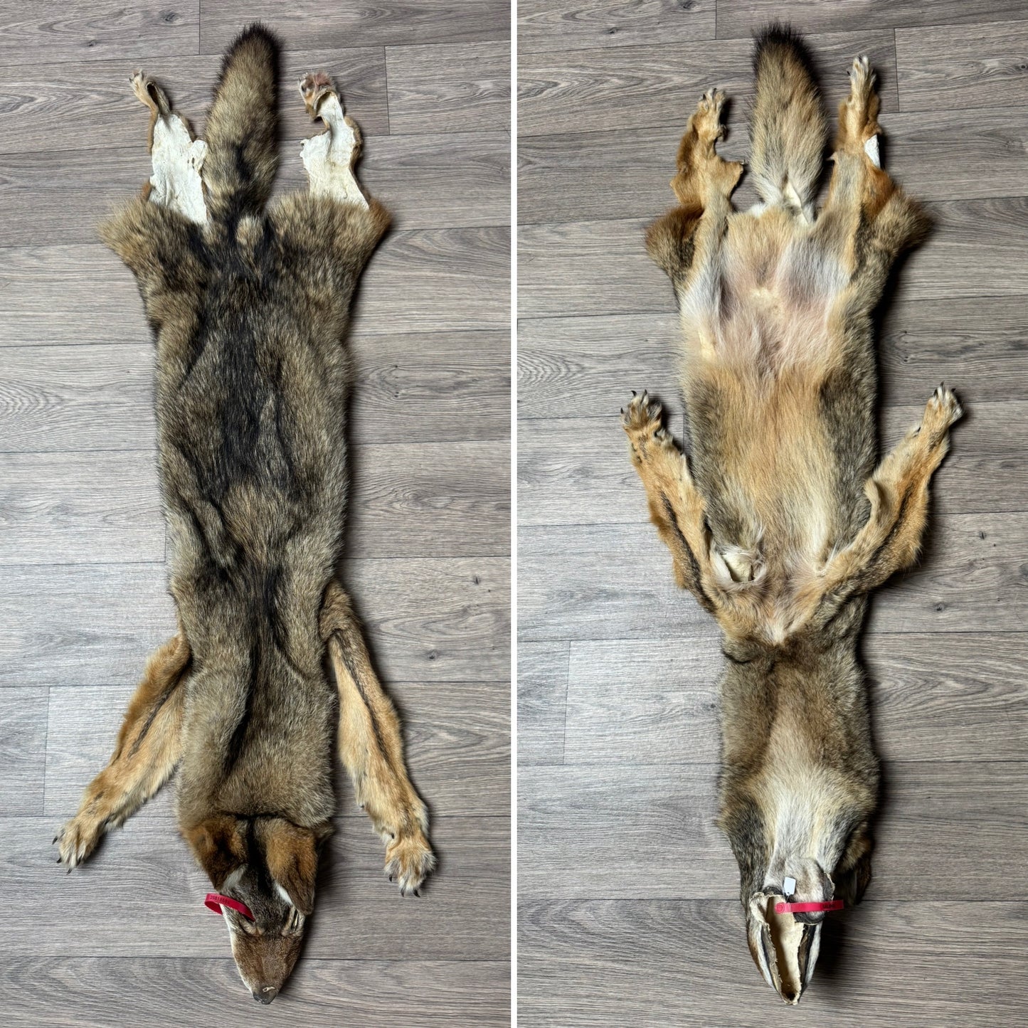 Male coyote mountable pelt (14)