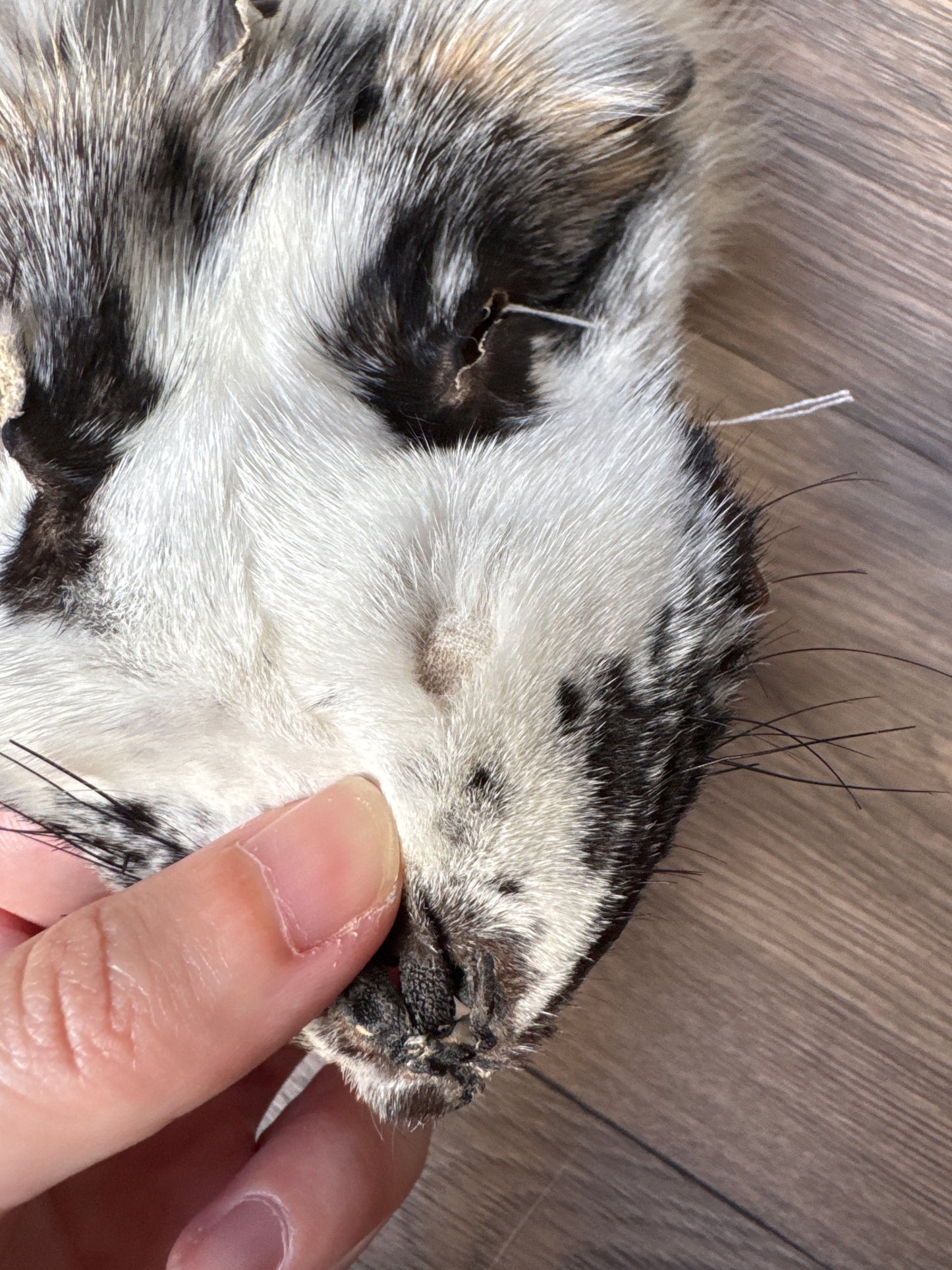 Cross Marble fox pelt (21)