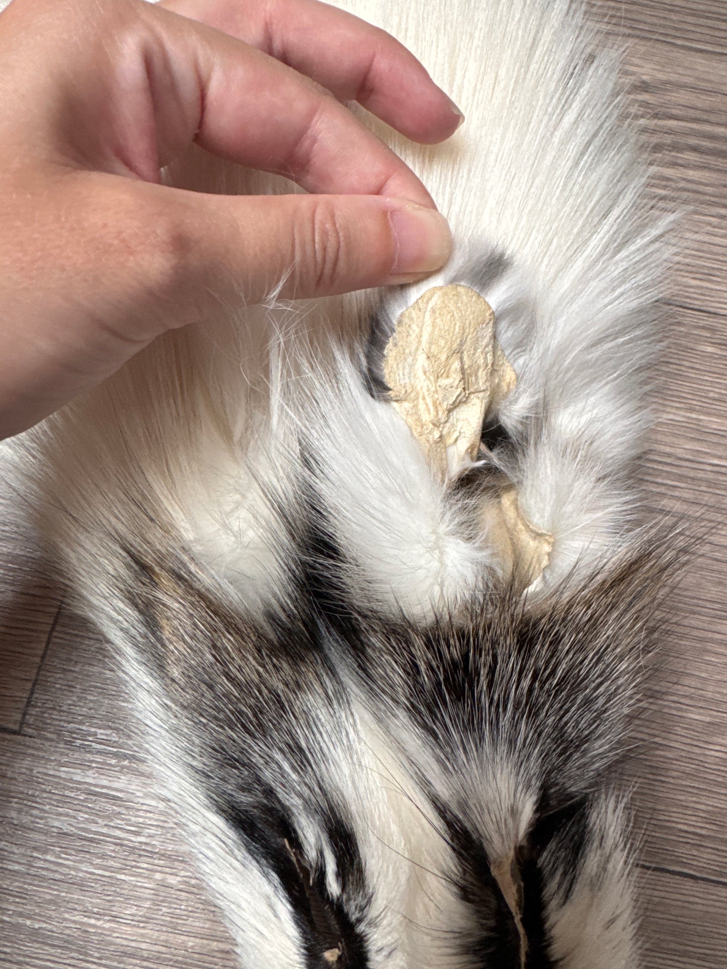 Cross Marble fox pelt (19)
