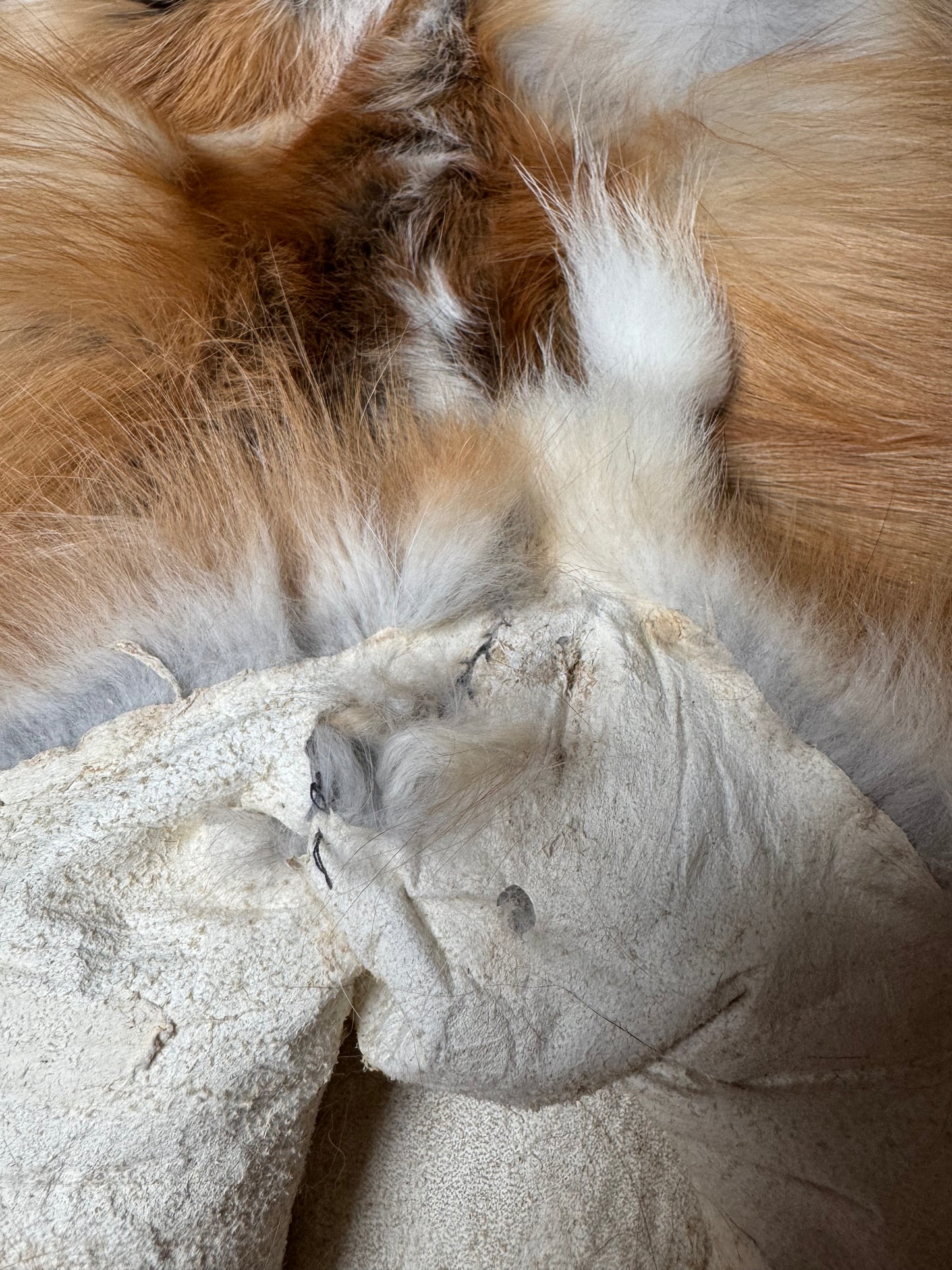 Male Gold Ringneck fox mountable pelt (tag 1)