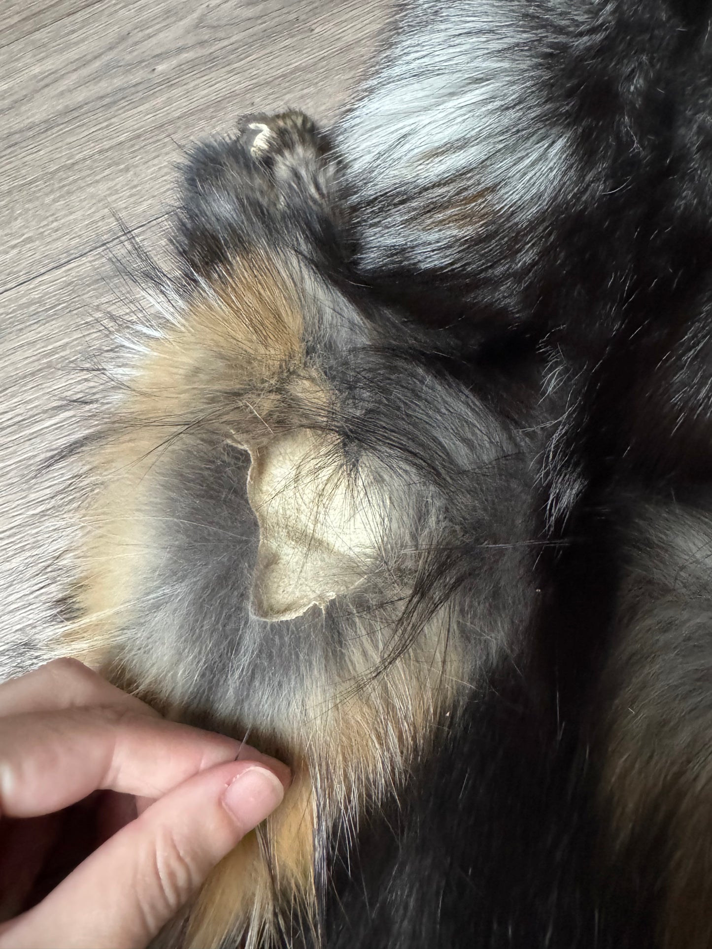 Smokey fox pelt (3)